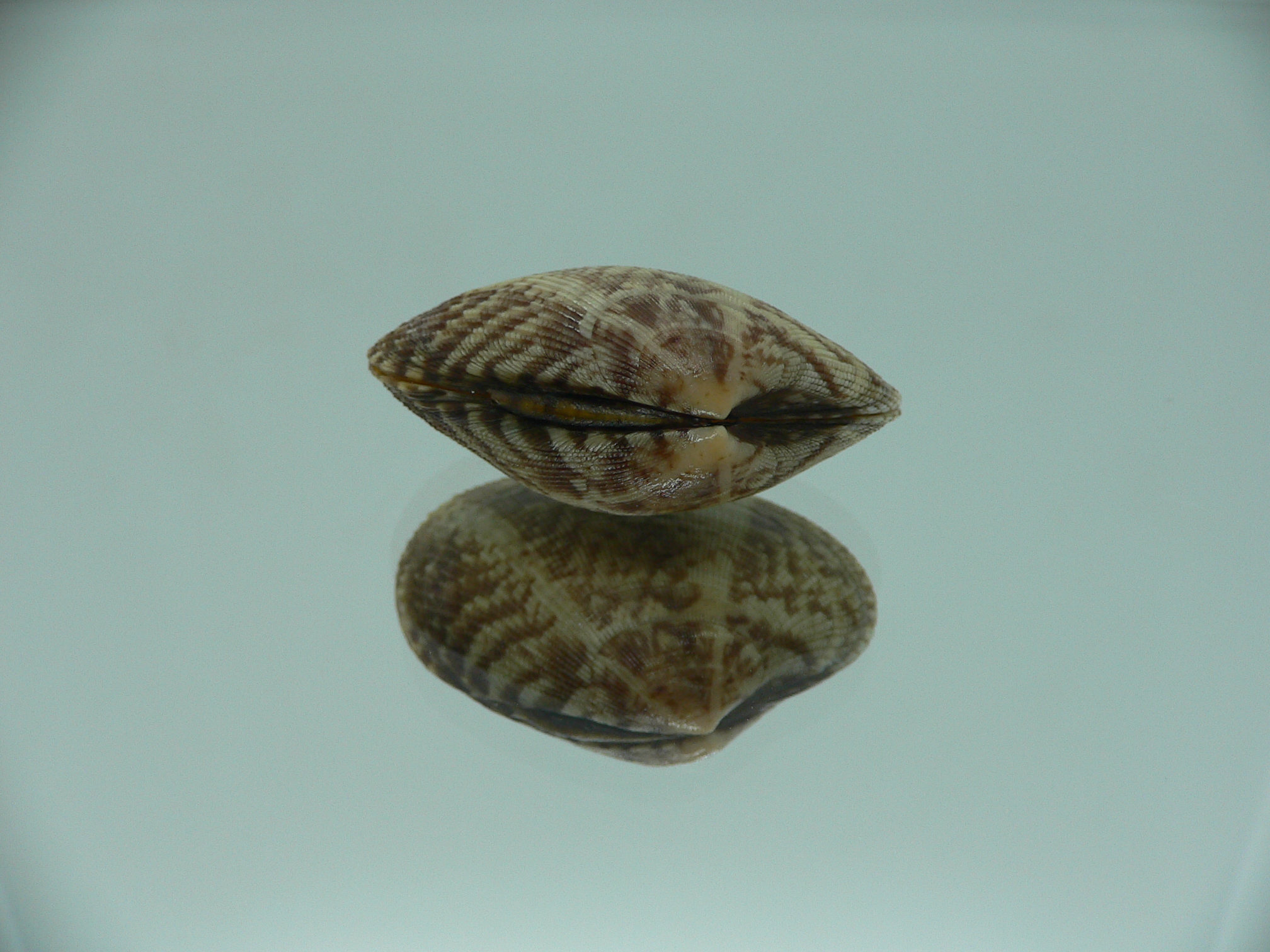 Venerupis aspera MOTLEY & STRIPES