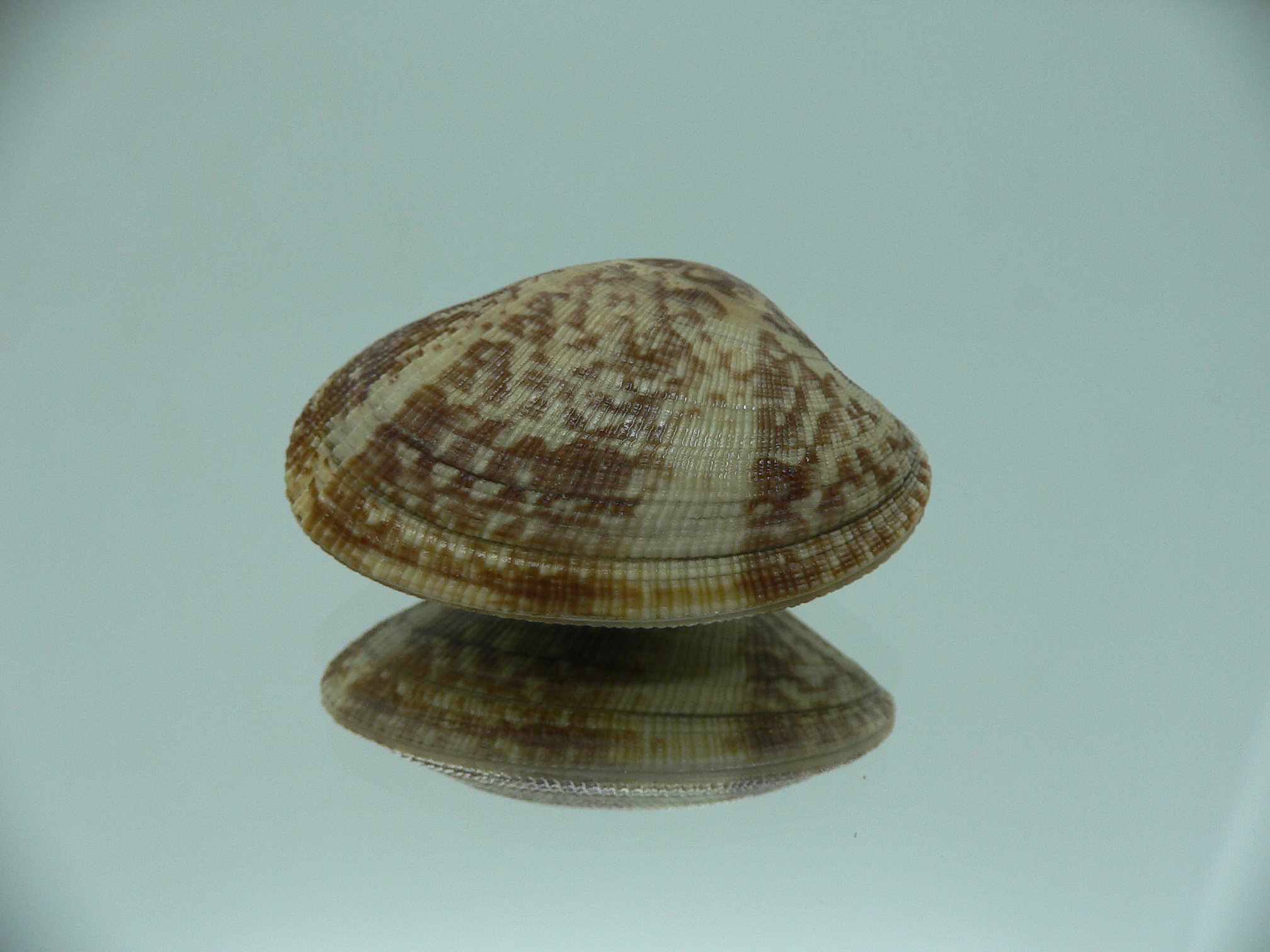 Venerupis aspera MOTLEY & STRIPES
