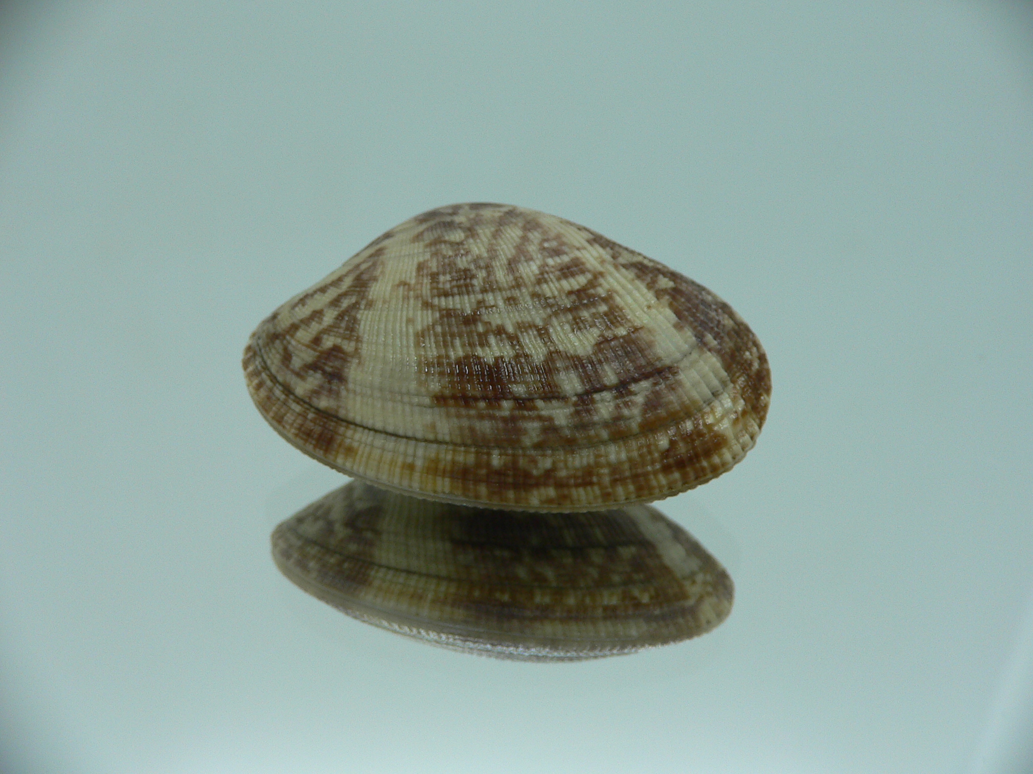 Venerupis aspera MOTLEY & STRIPES