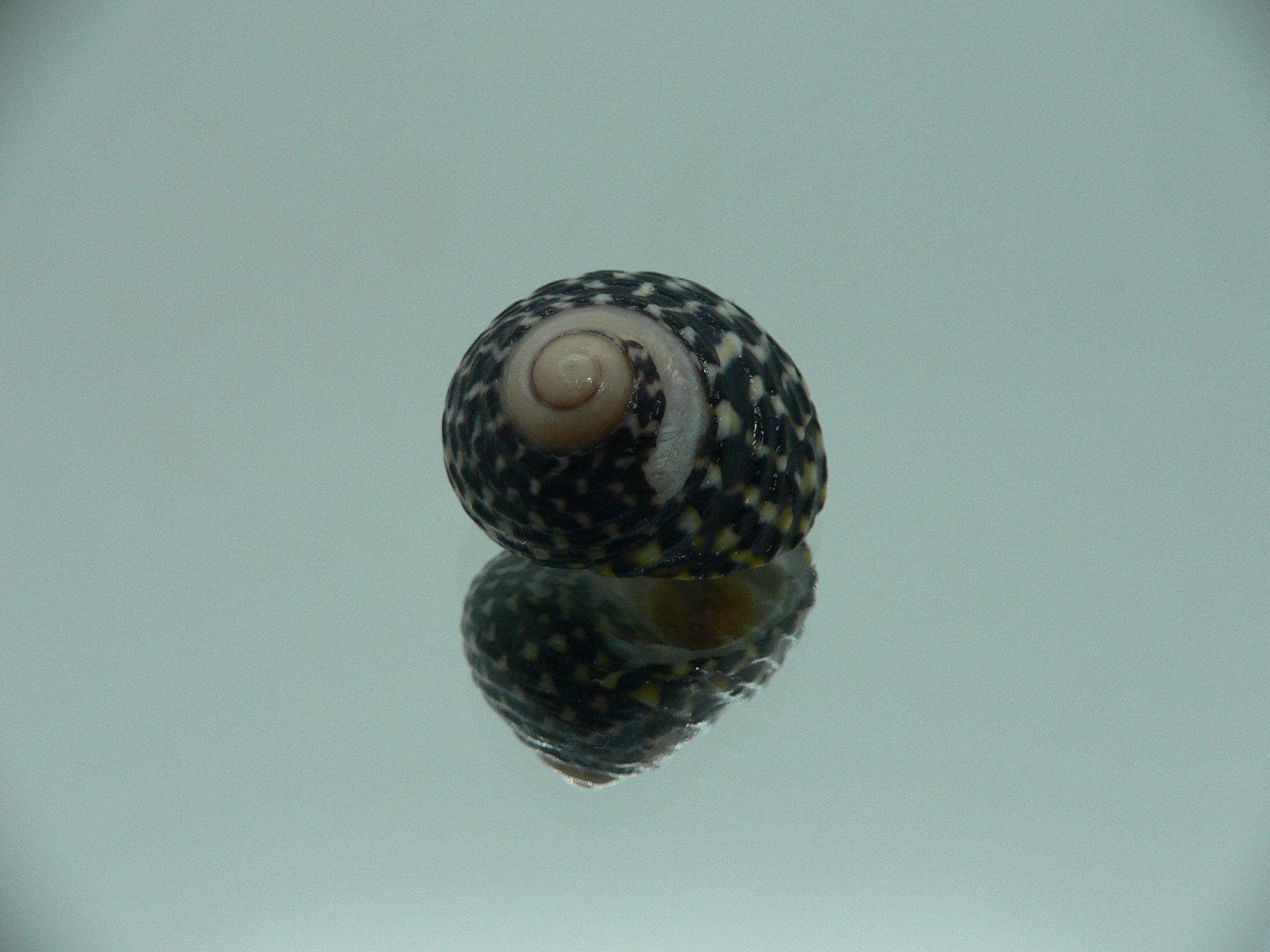 Diloma concameratum ENDEMIC 3