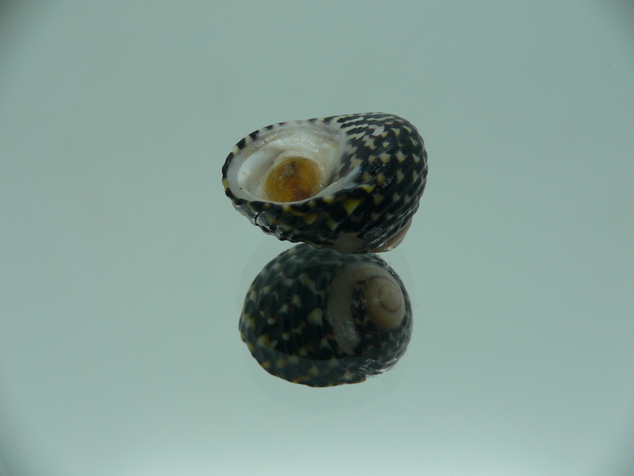 Diloma concameratum ENDEMIC 3