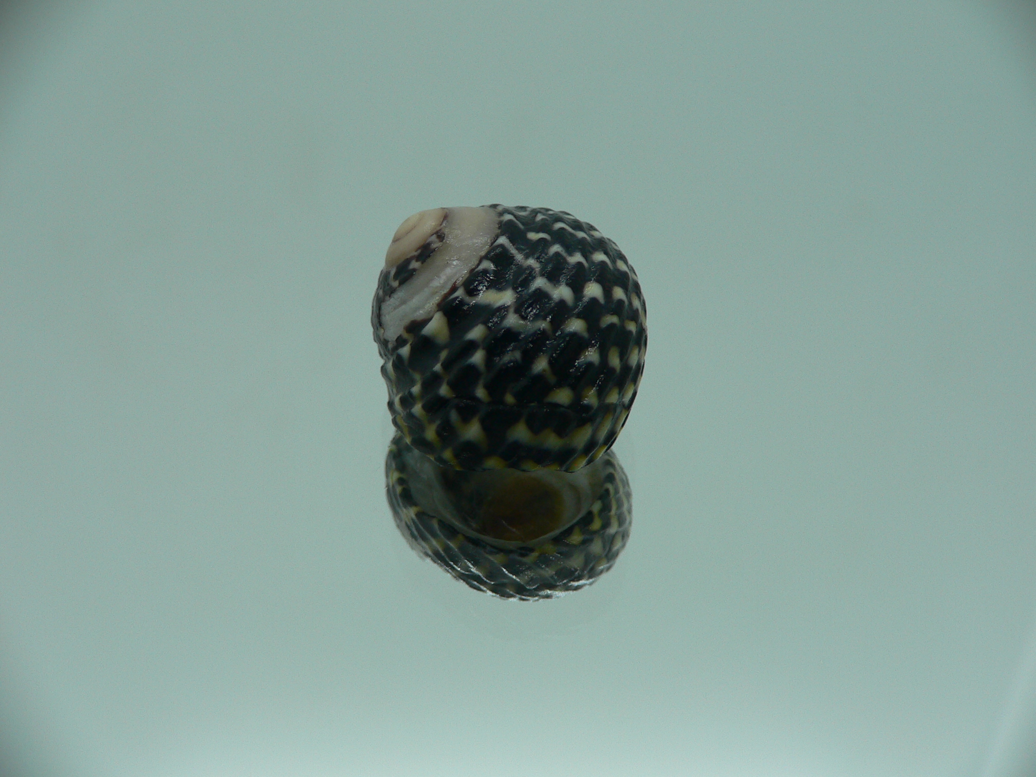 Diloma concameratum ENDEMIC 3