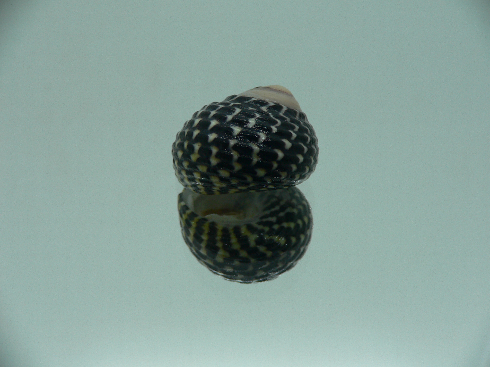 Diloma concameratum ENDEMIC 3