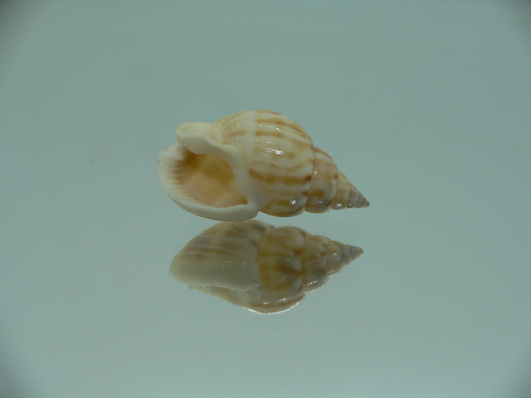 Nassarius micans GIANT