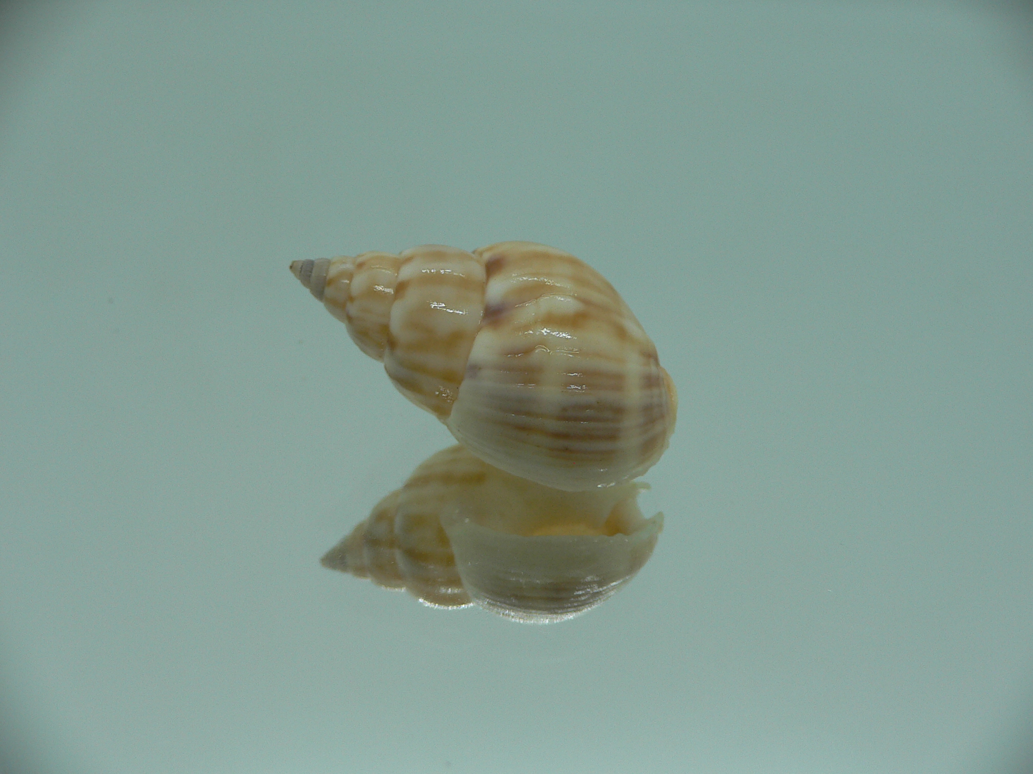 Nassarius micans GIANT