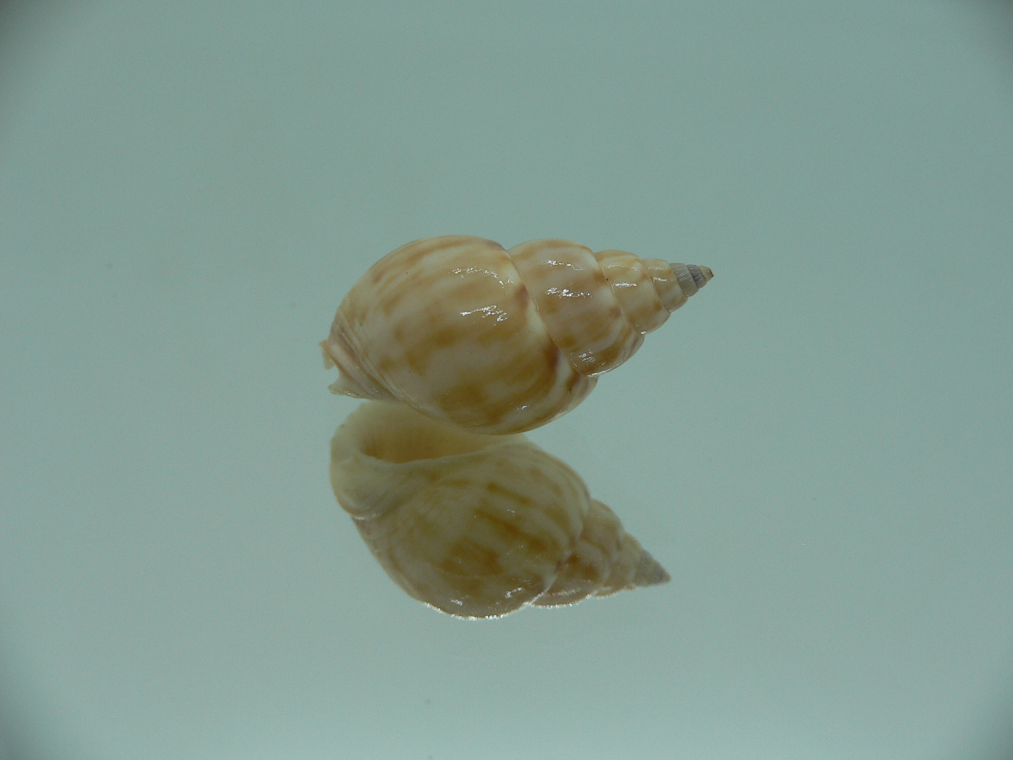 Nassarius micans GIANT