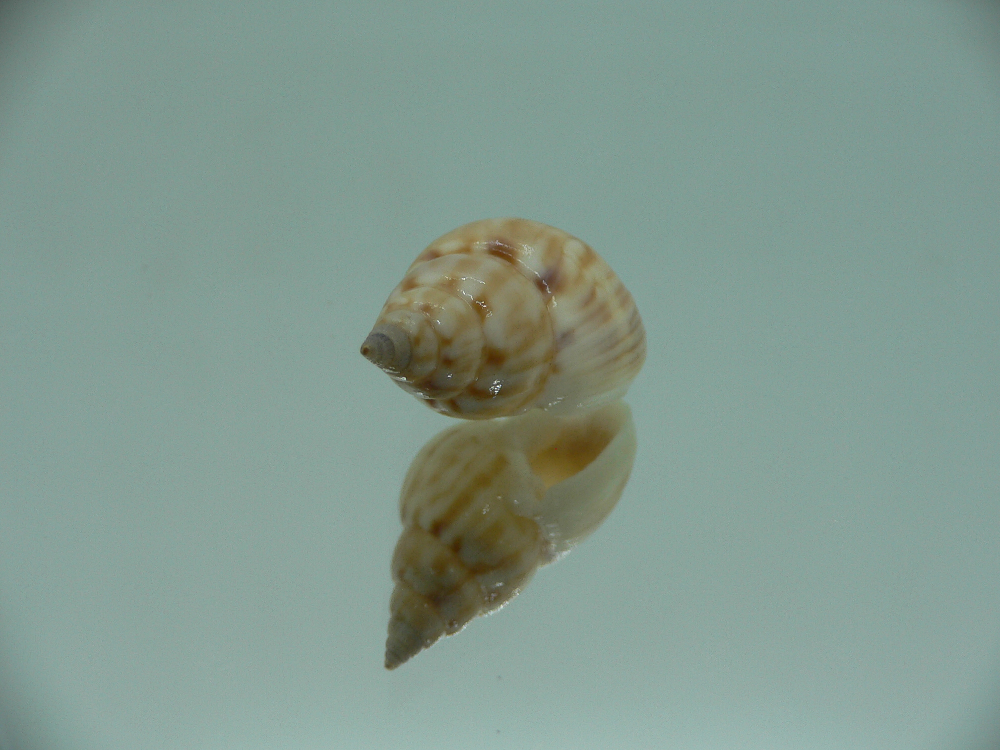 Nassarius micans GIANT