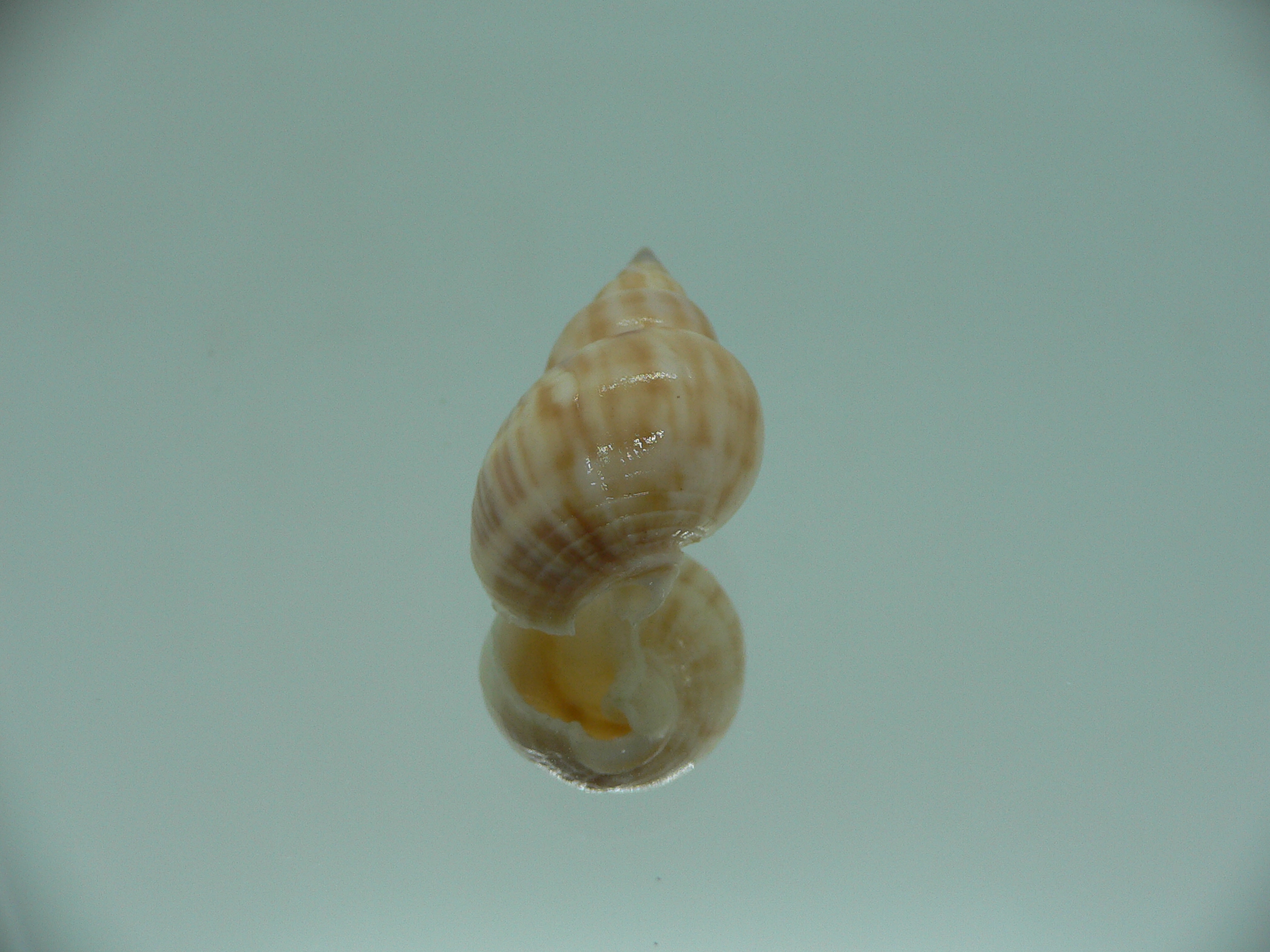 Nassarius micans GIANT