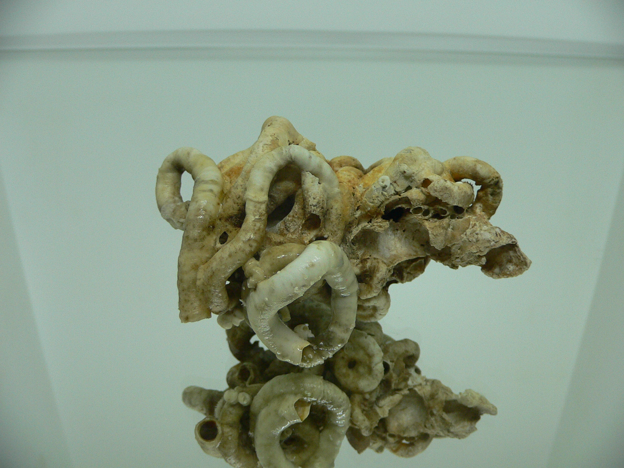 Колония Serpula SP. WIDE