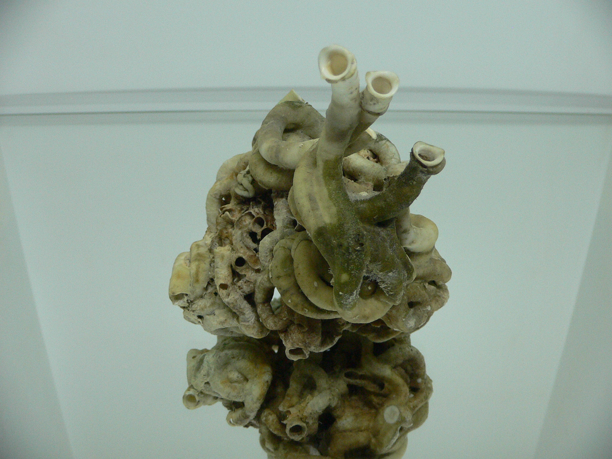 Колония Serpula SP. WIDE