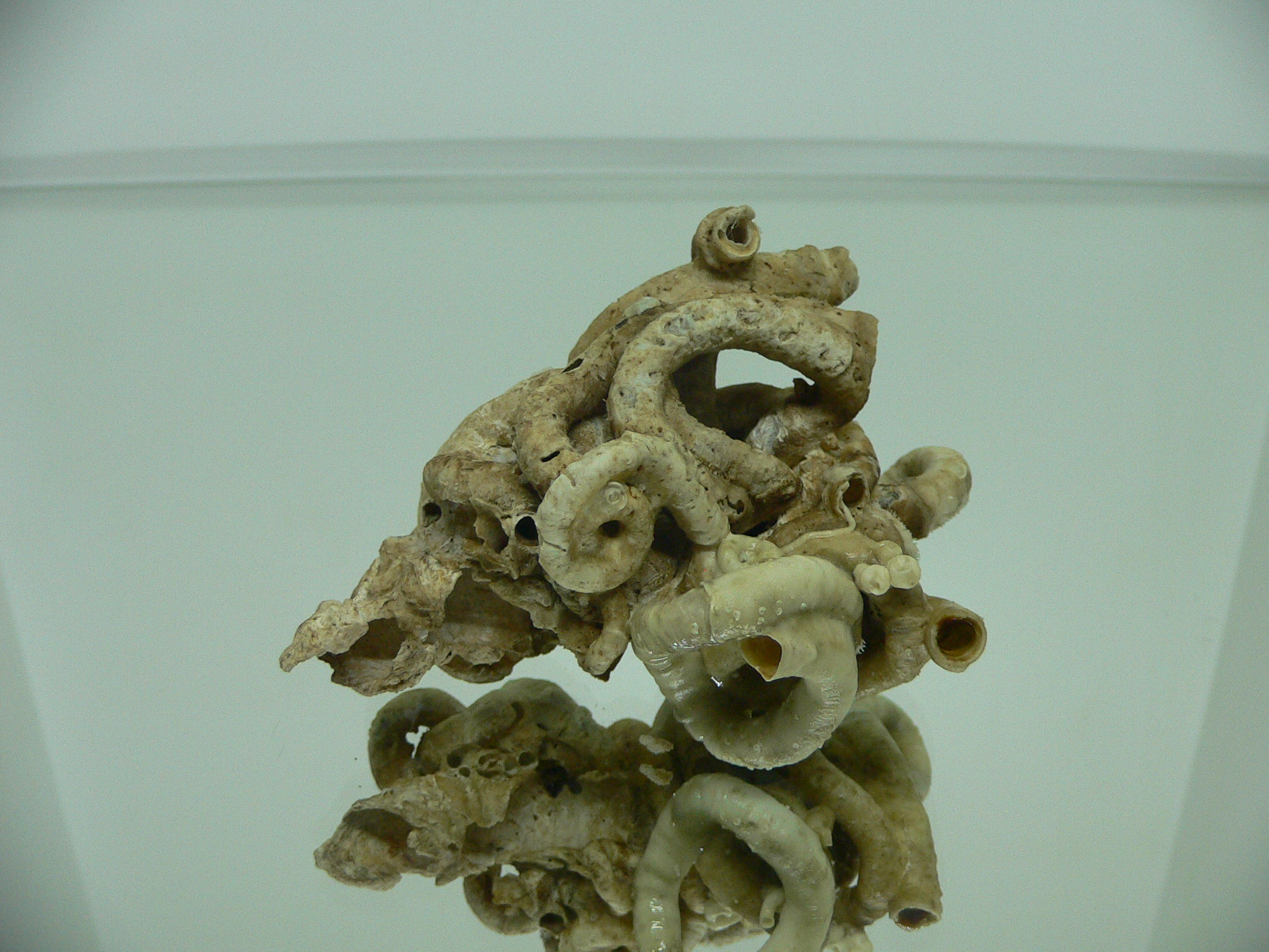 Колония Serpula SP. WIDE