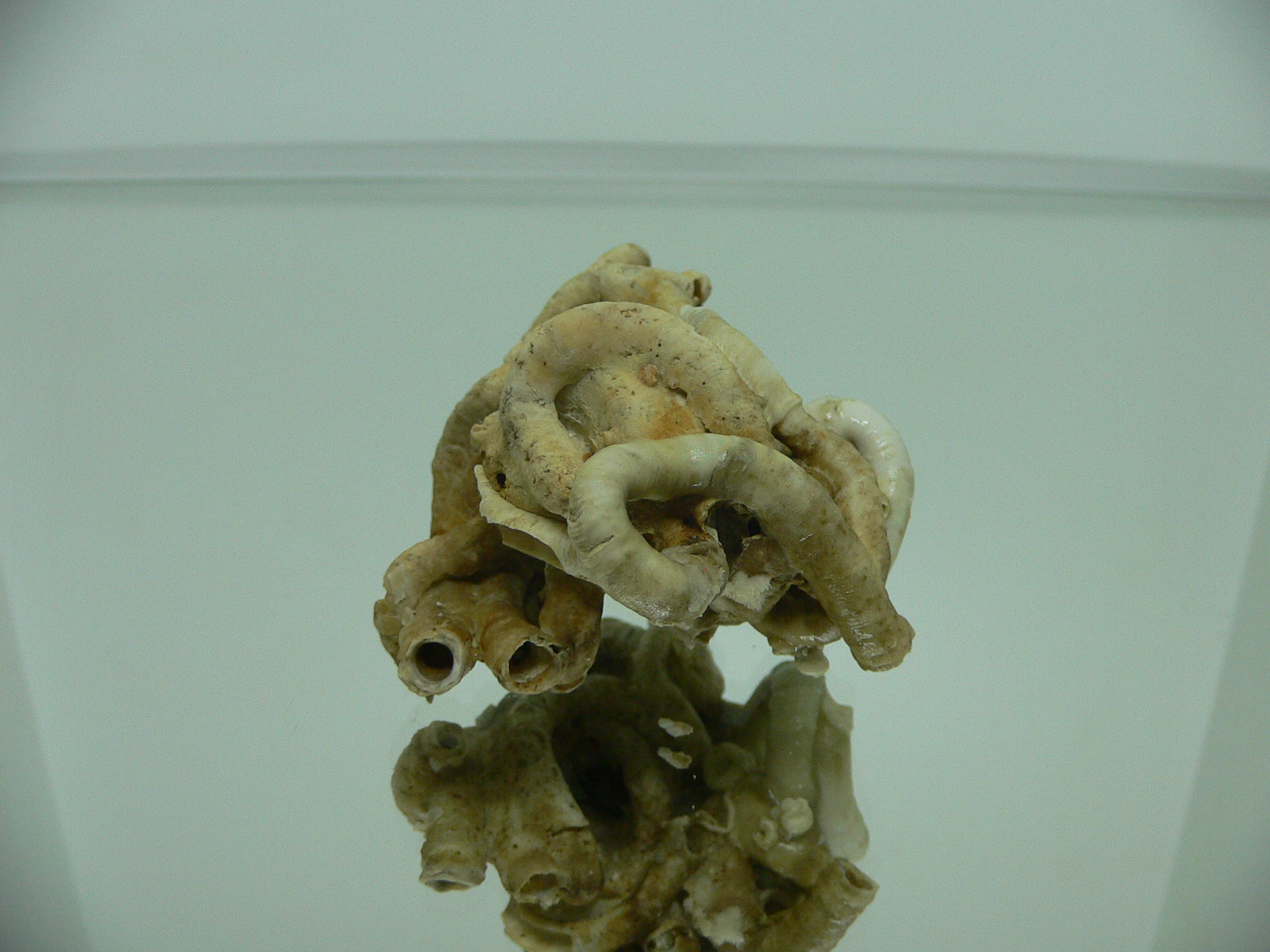 Колония Serpula SP. WIDE