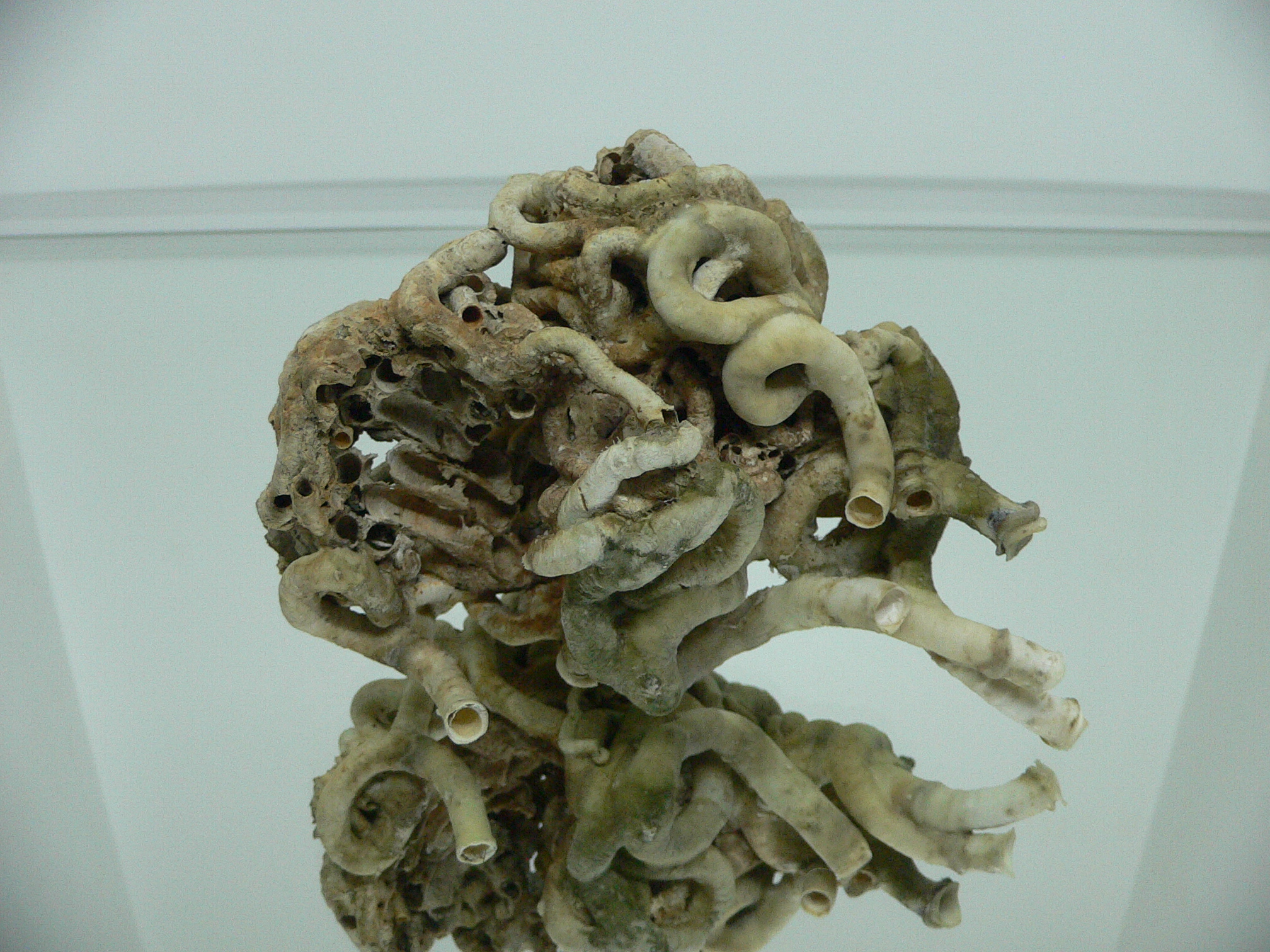 Колония Serpula SP. WIDE