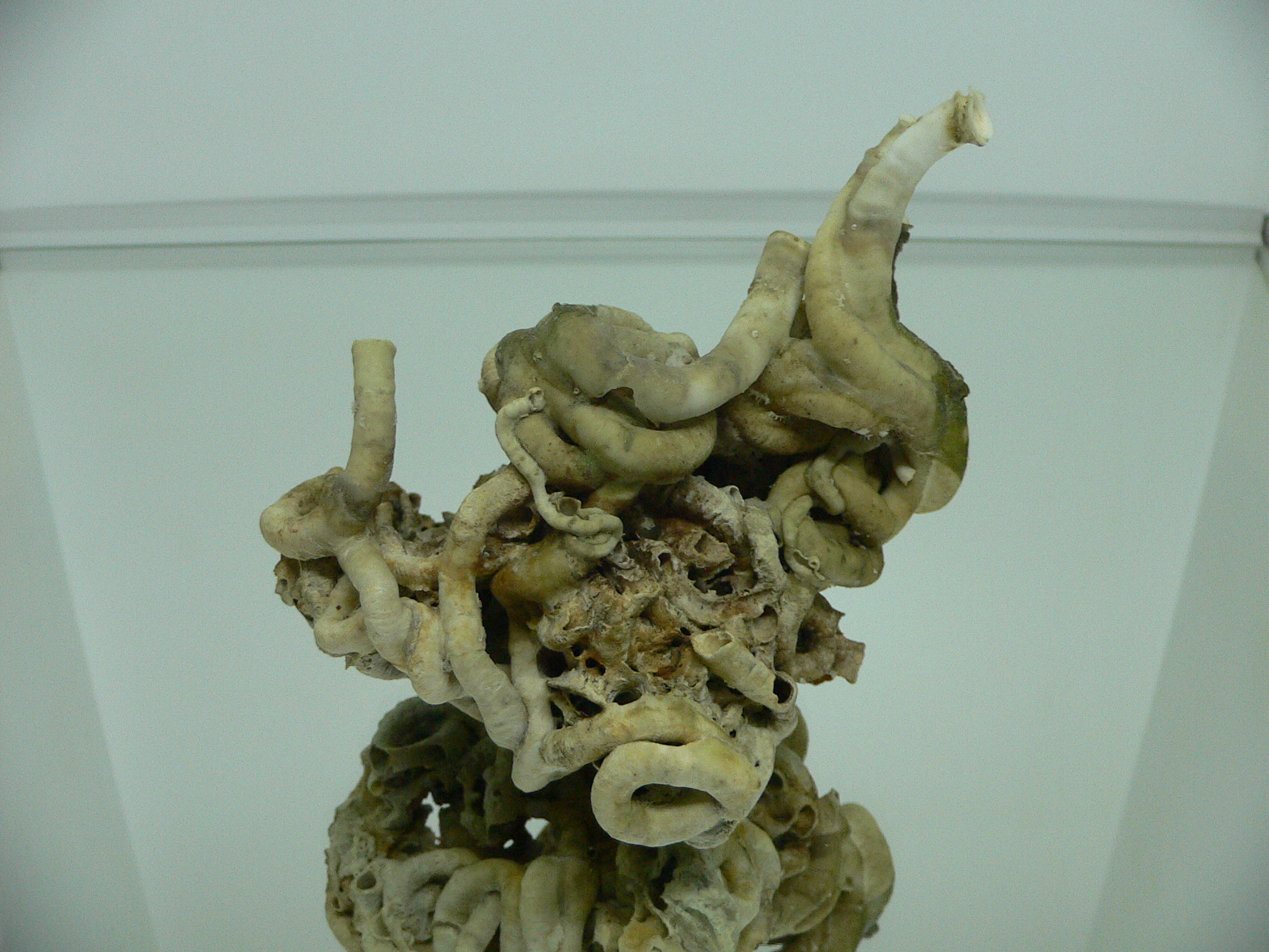 Колония Serpula SP. WIDE