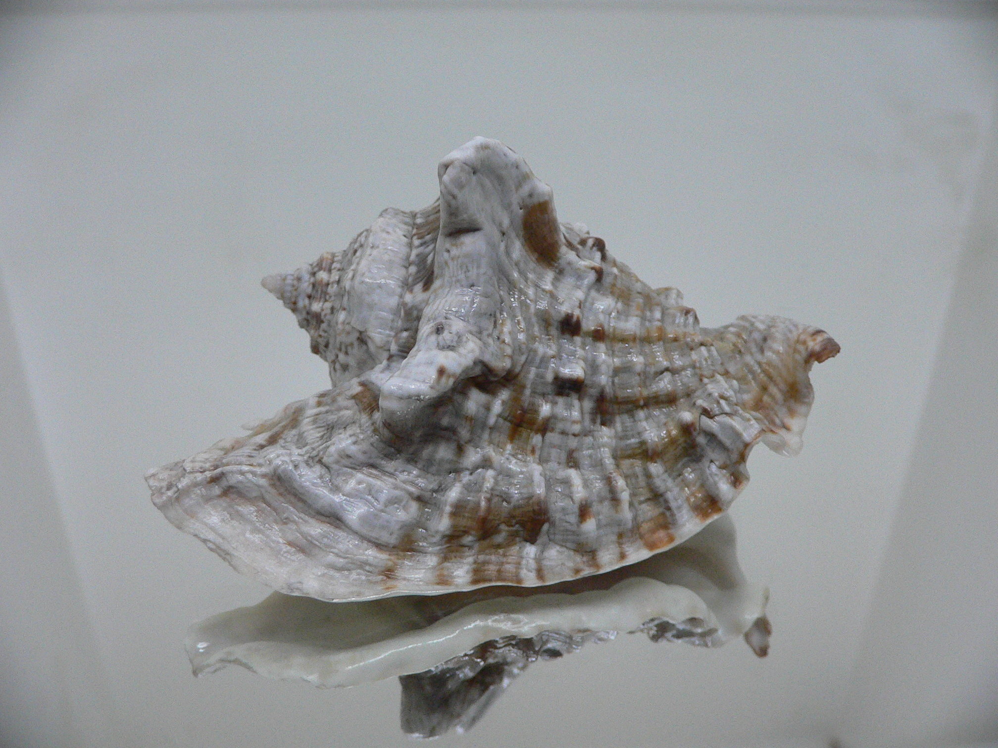 Lobatus raninus COLOR