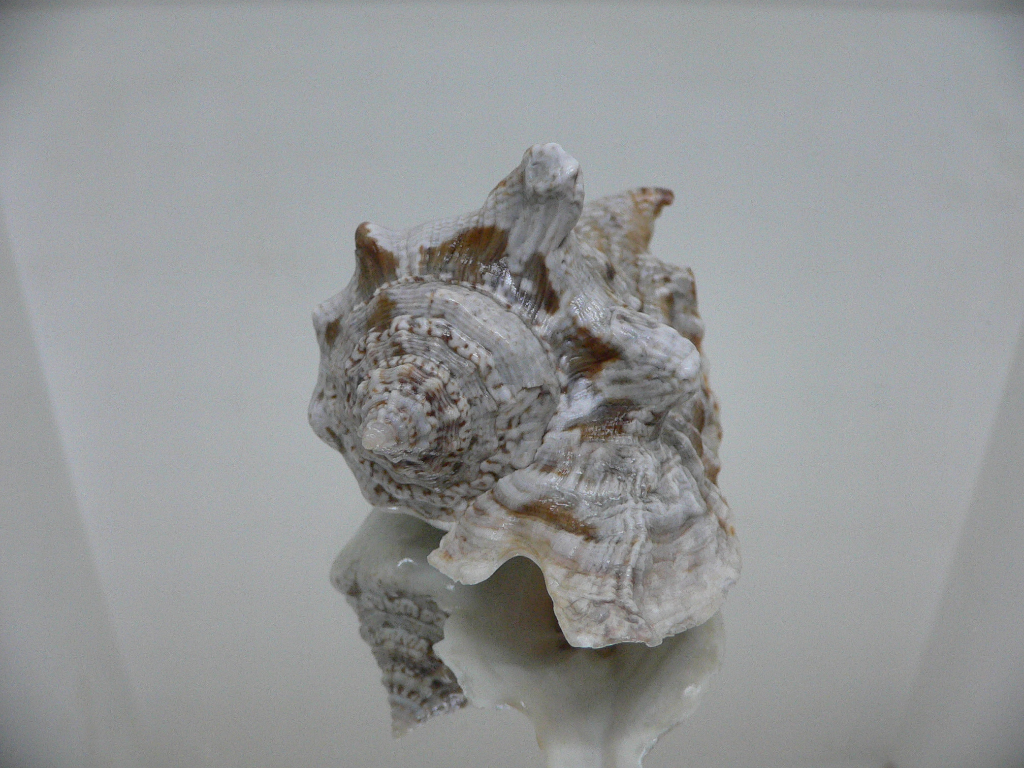 Lobatus raninus COLOR