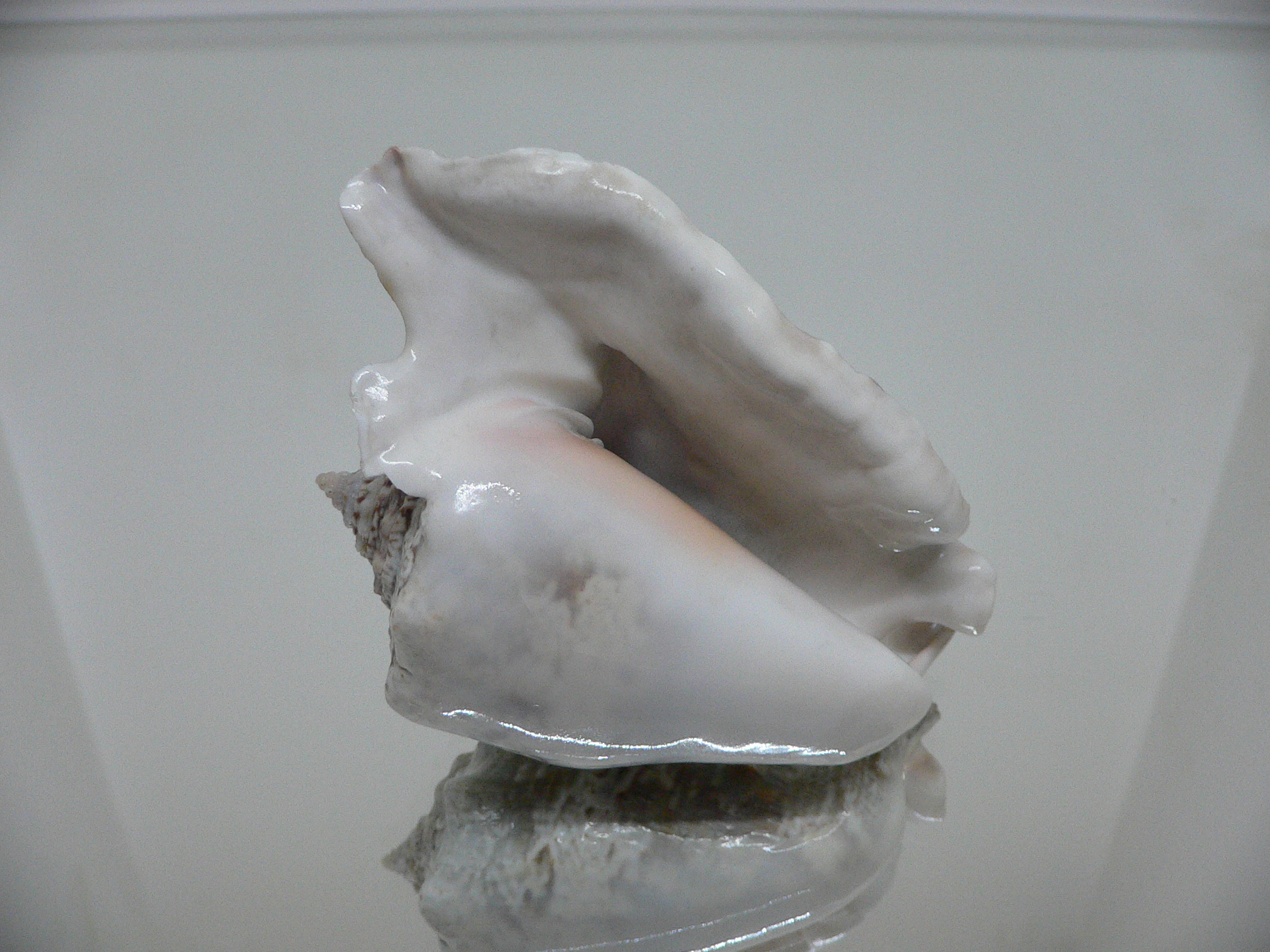 Lobatus raninus COLOR