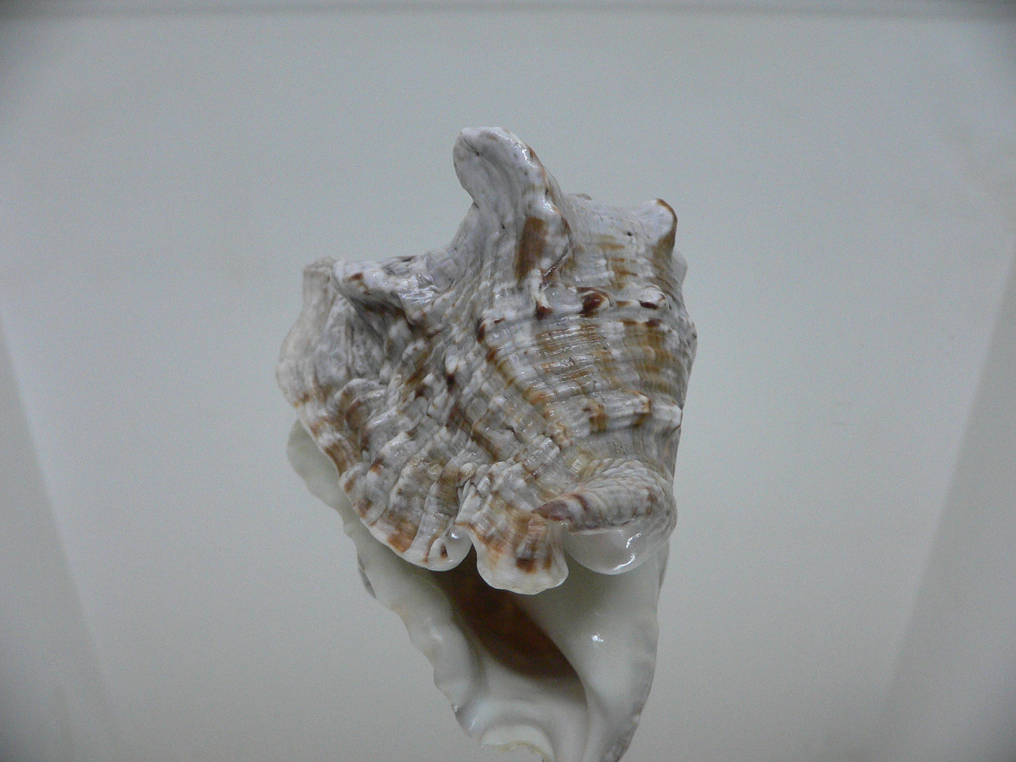 Lobatus raninus COLOR