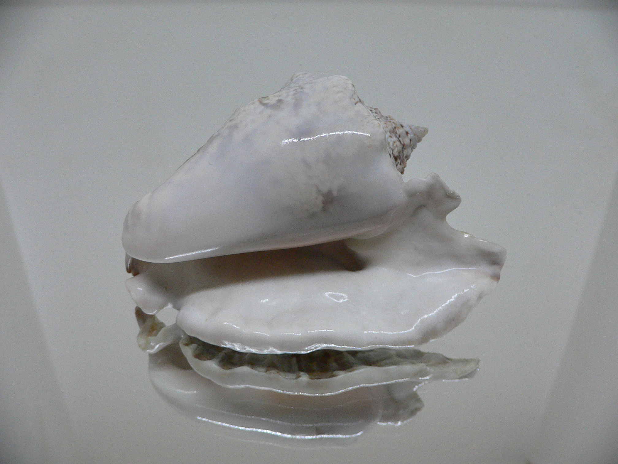 Lobatus raninus COLOR