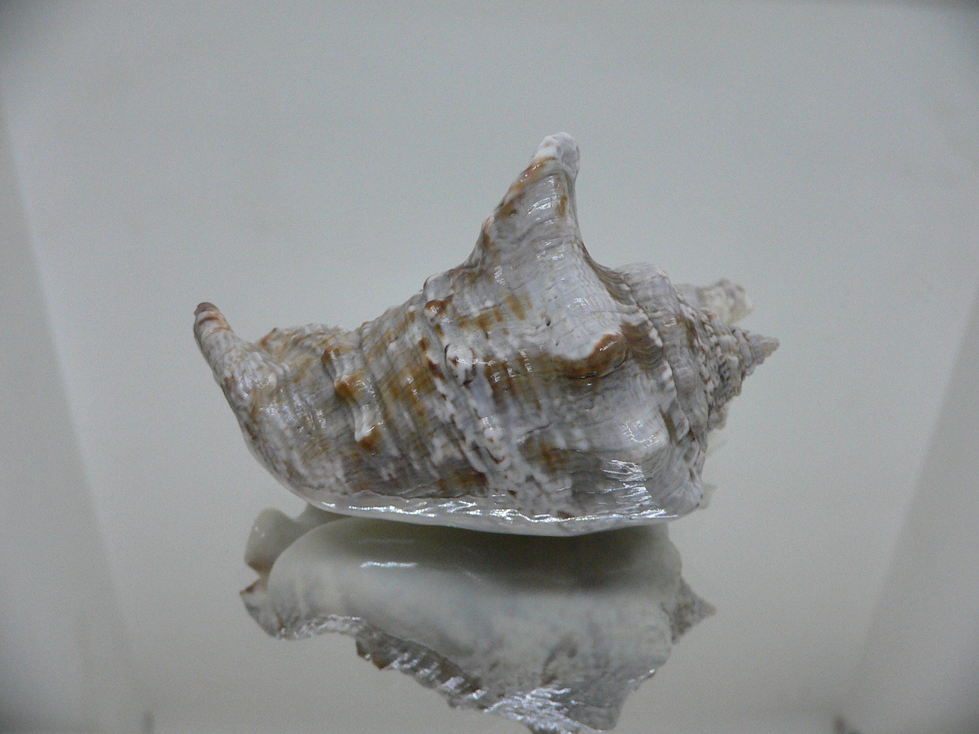 Lobatus raninus COLOR