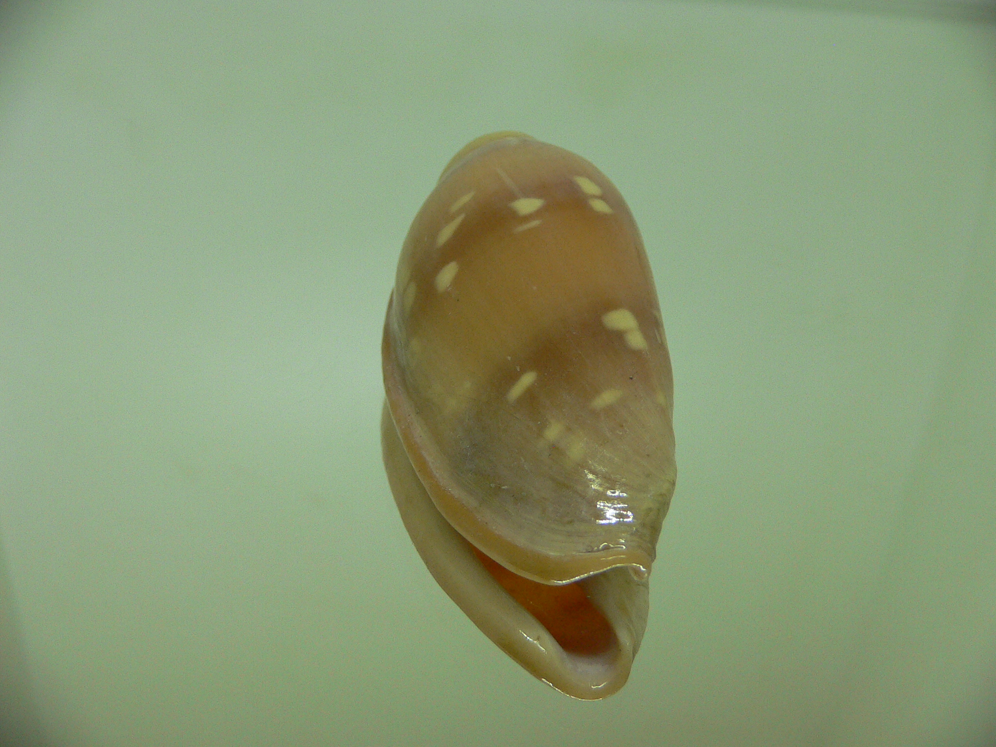 Marginella desjardini BRIGHT