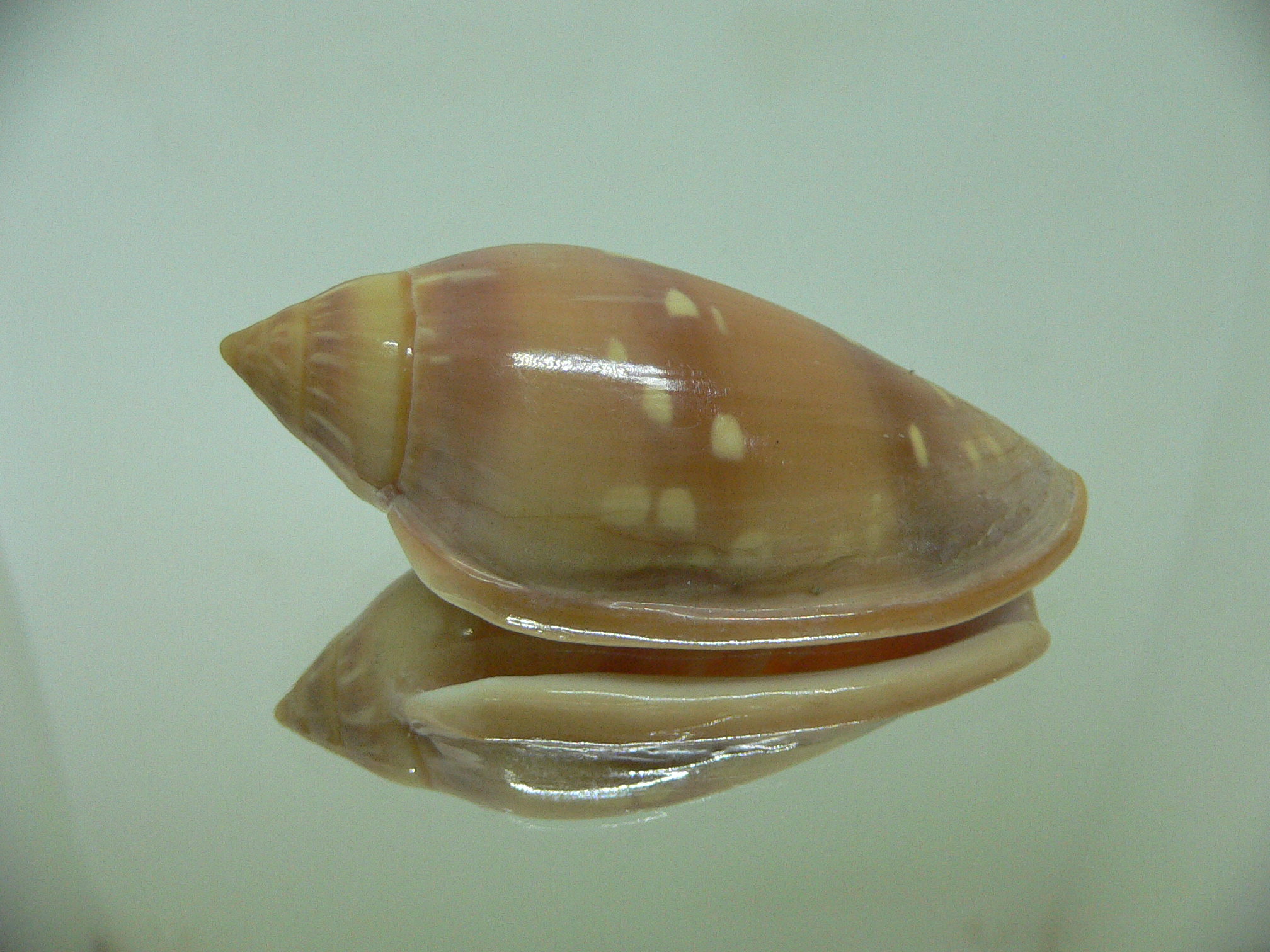 Marginella desjardini BRIGHT