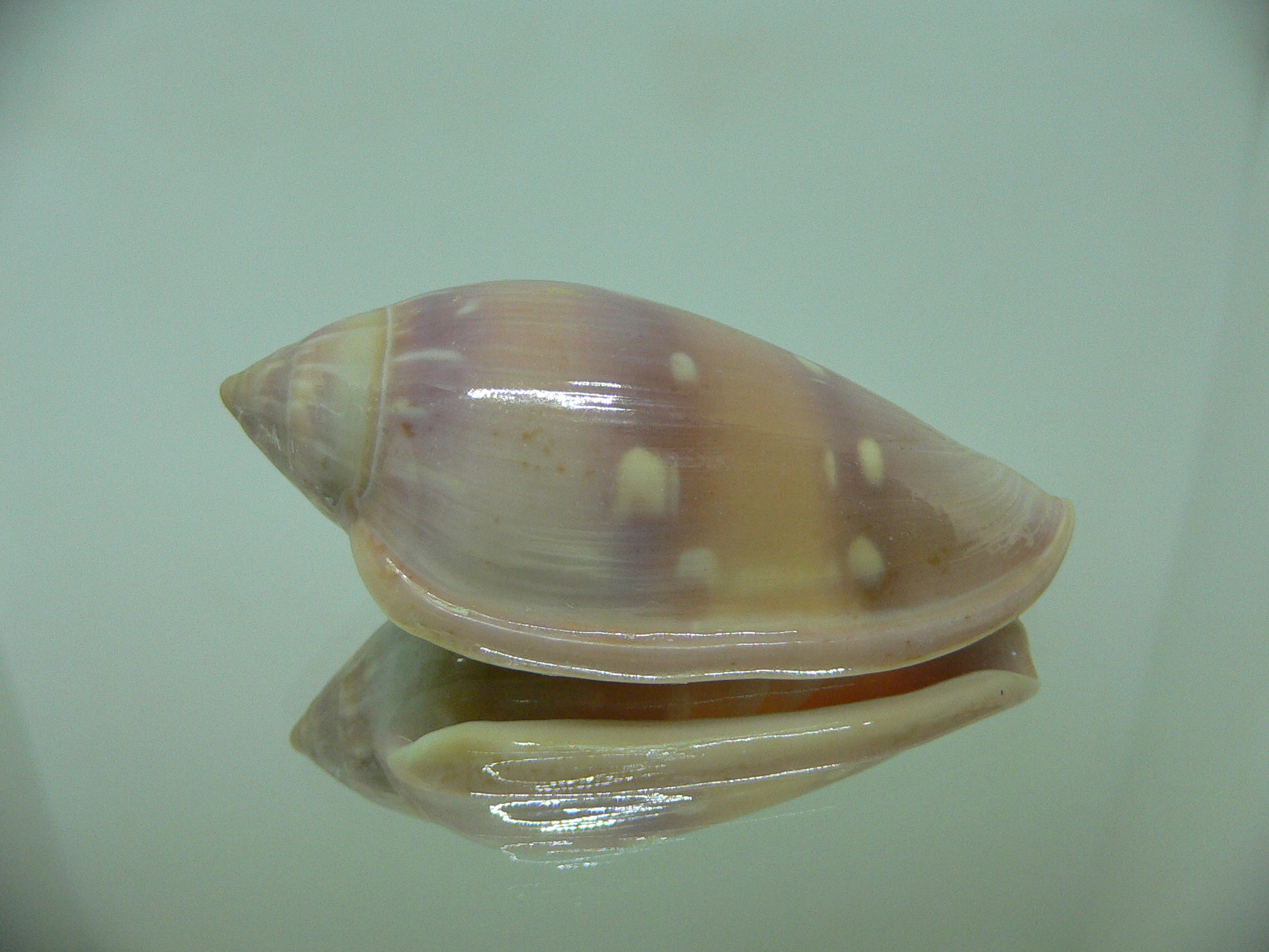 Marginella desjardini BRIGHT & SUPER COLOR