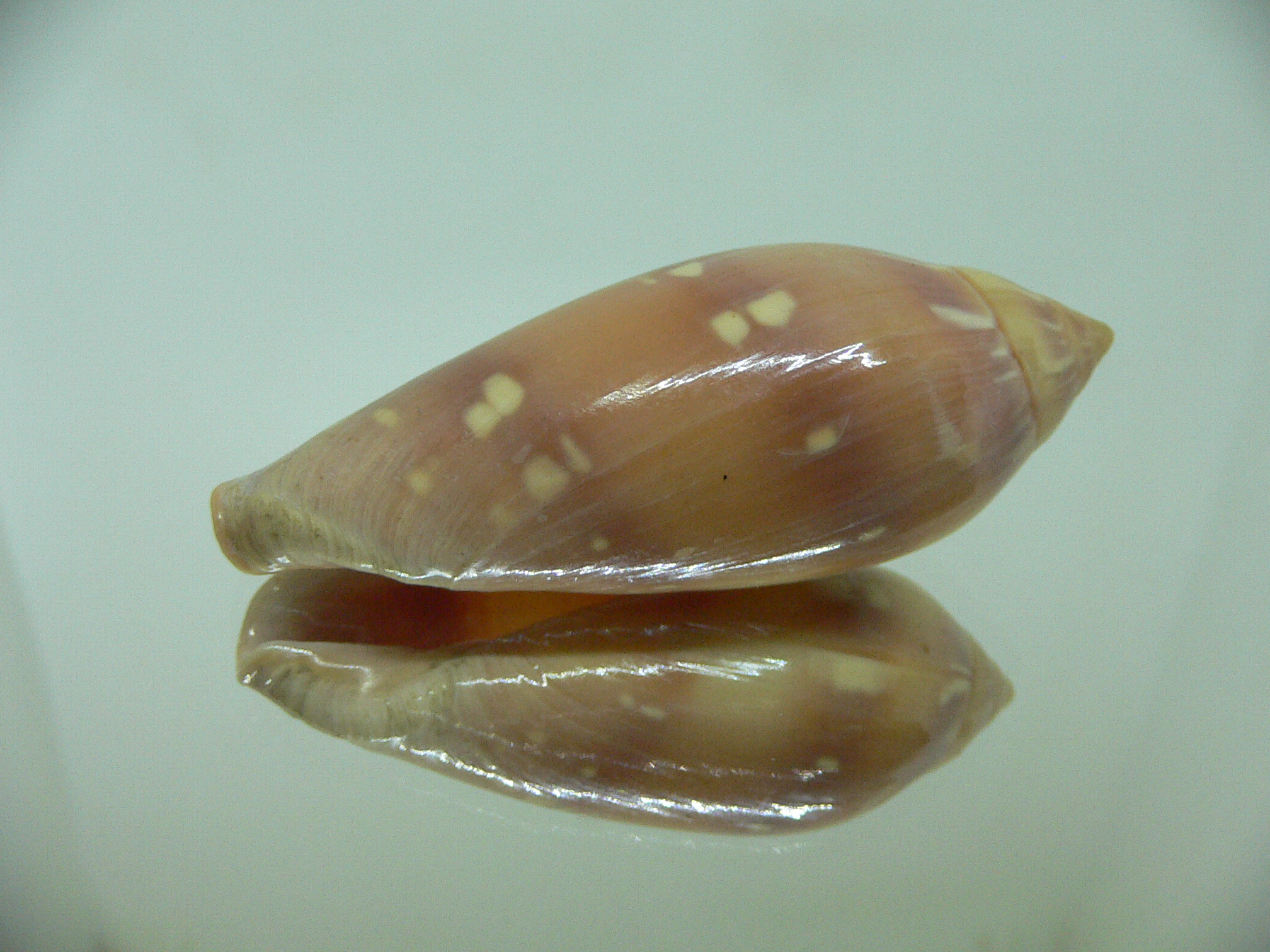 Marginella desjardini BRIGHT