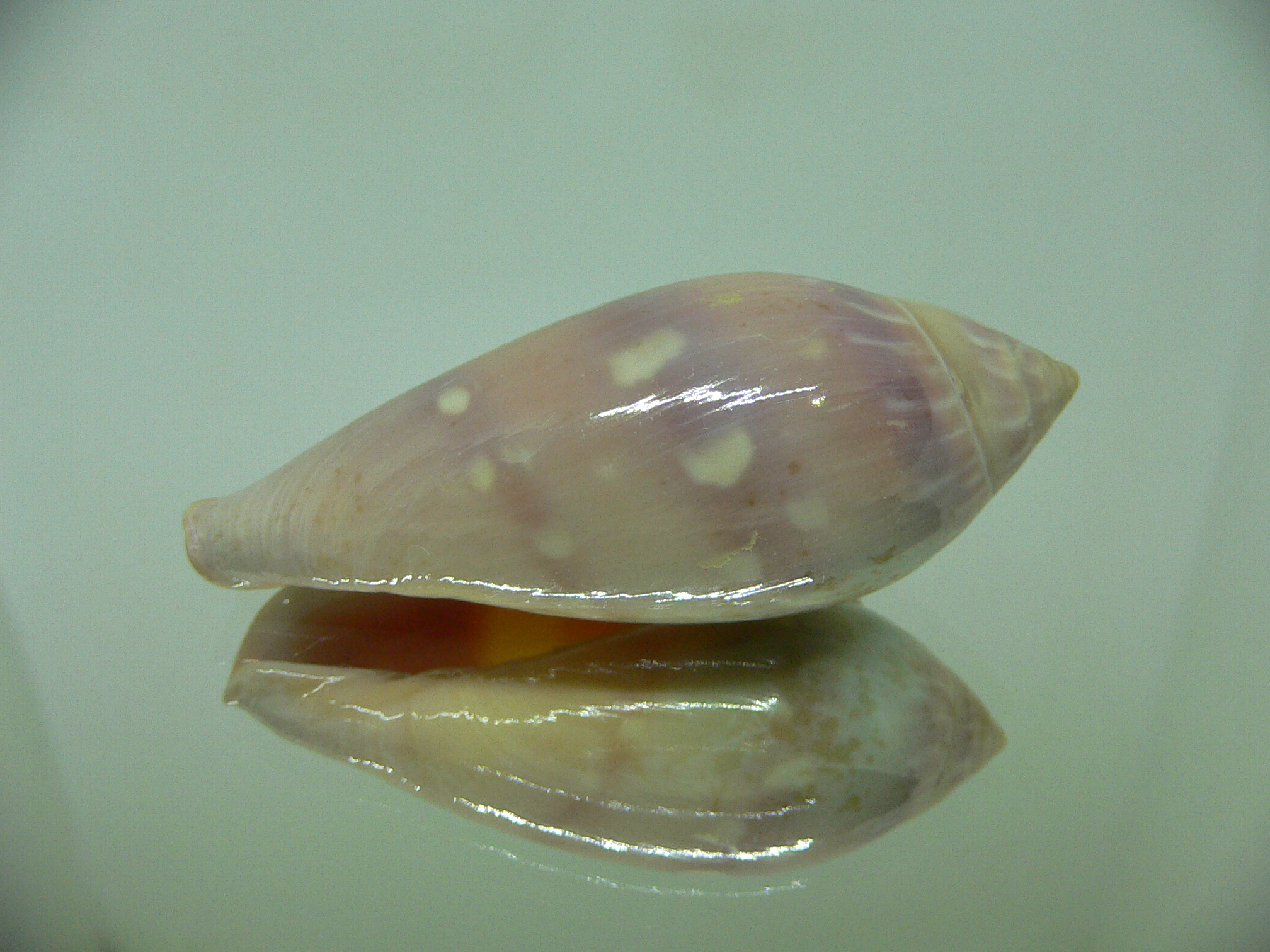 Marginella desjardini BRIGHT & SUPER COLOR