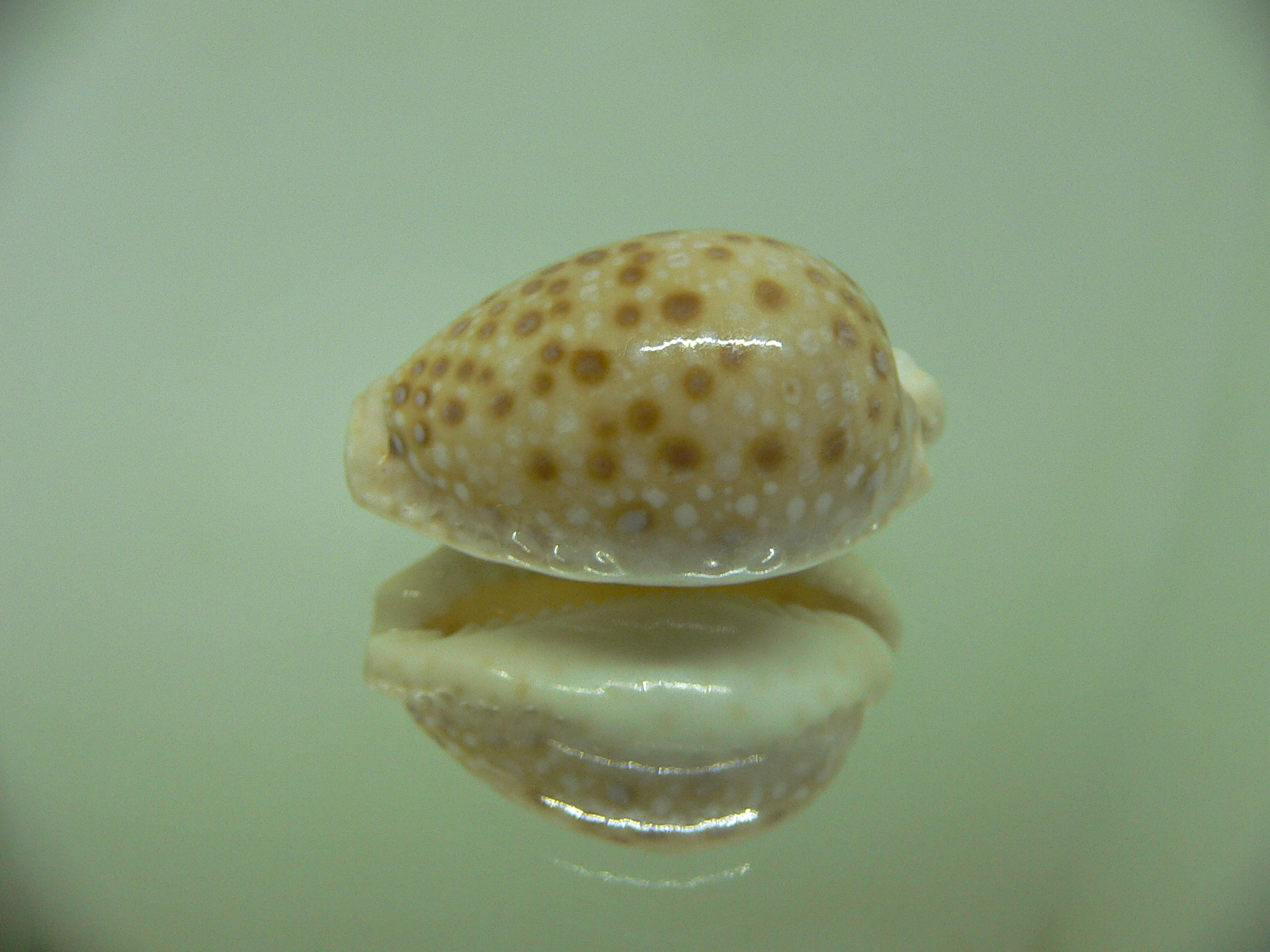 Cypraea marginalis WIDE