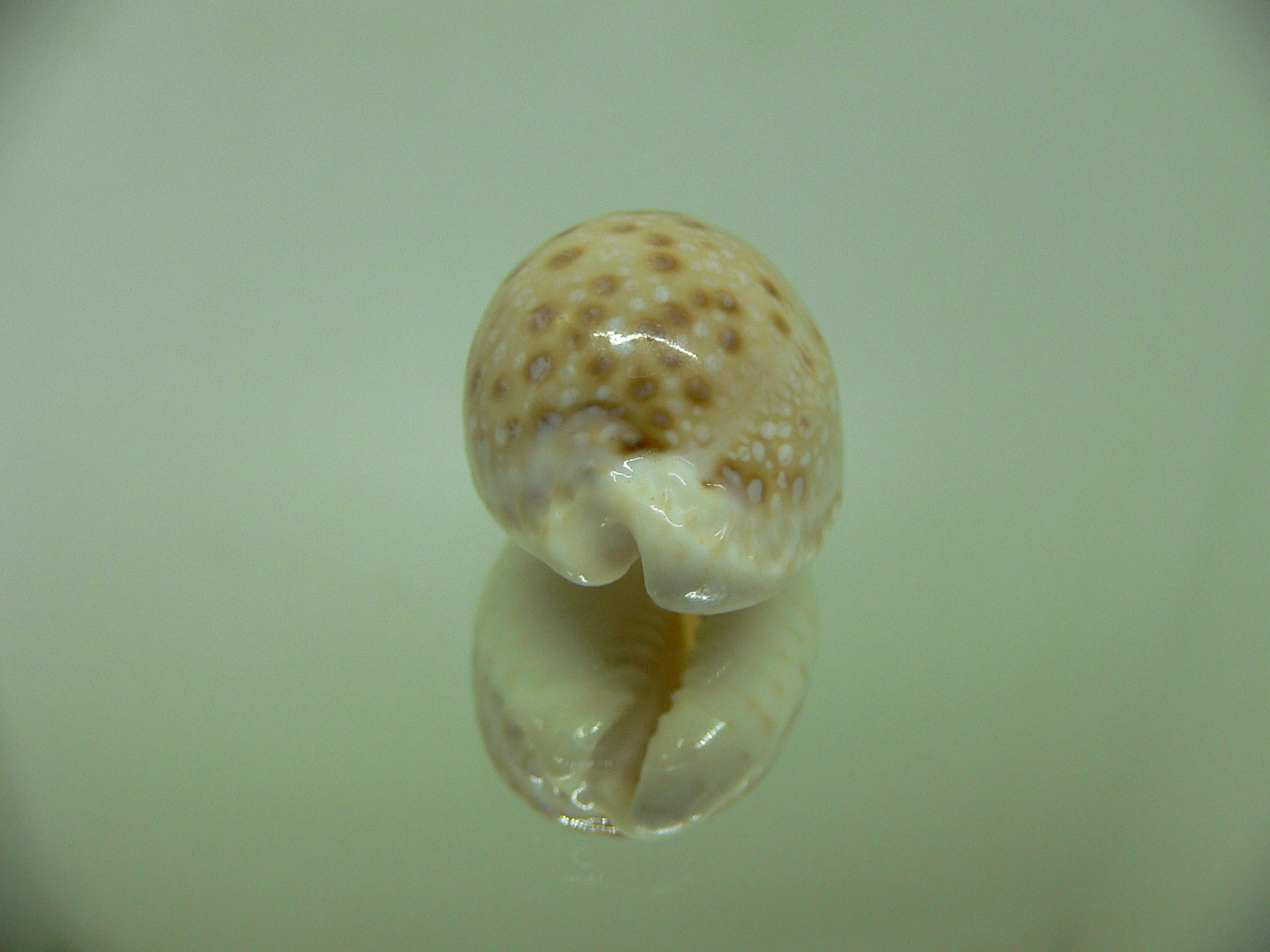 Cypraea marginalis WIDE