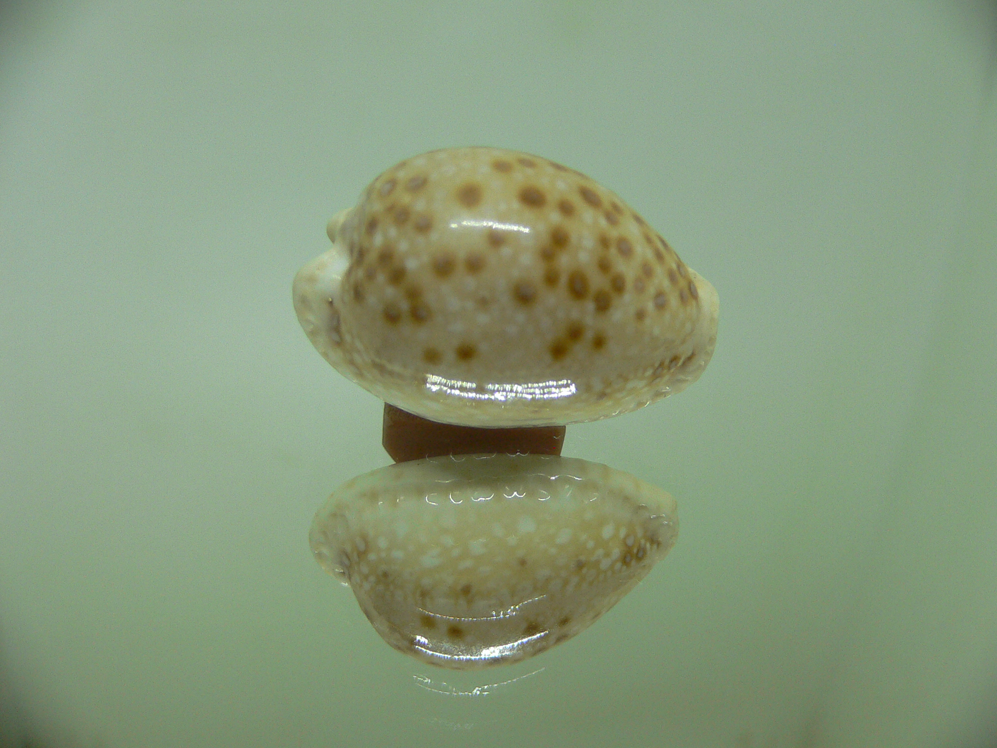 Cypraea marginalis WIDE