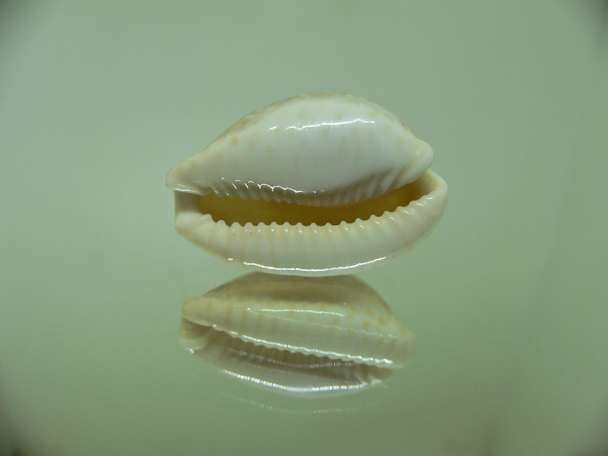 Cypraea marginalis WIDE