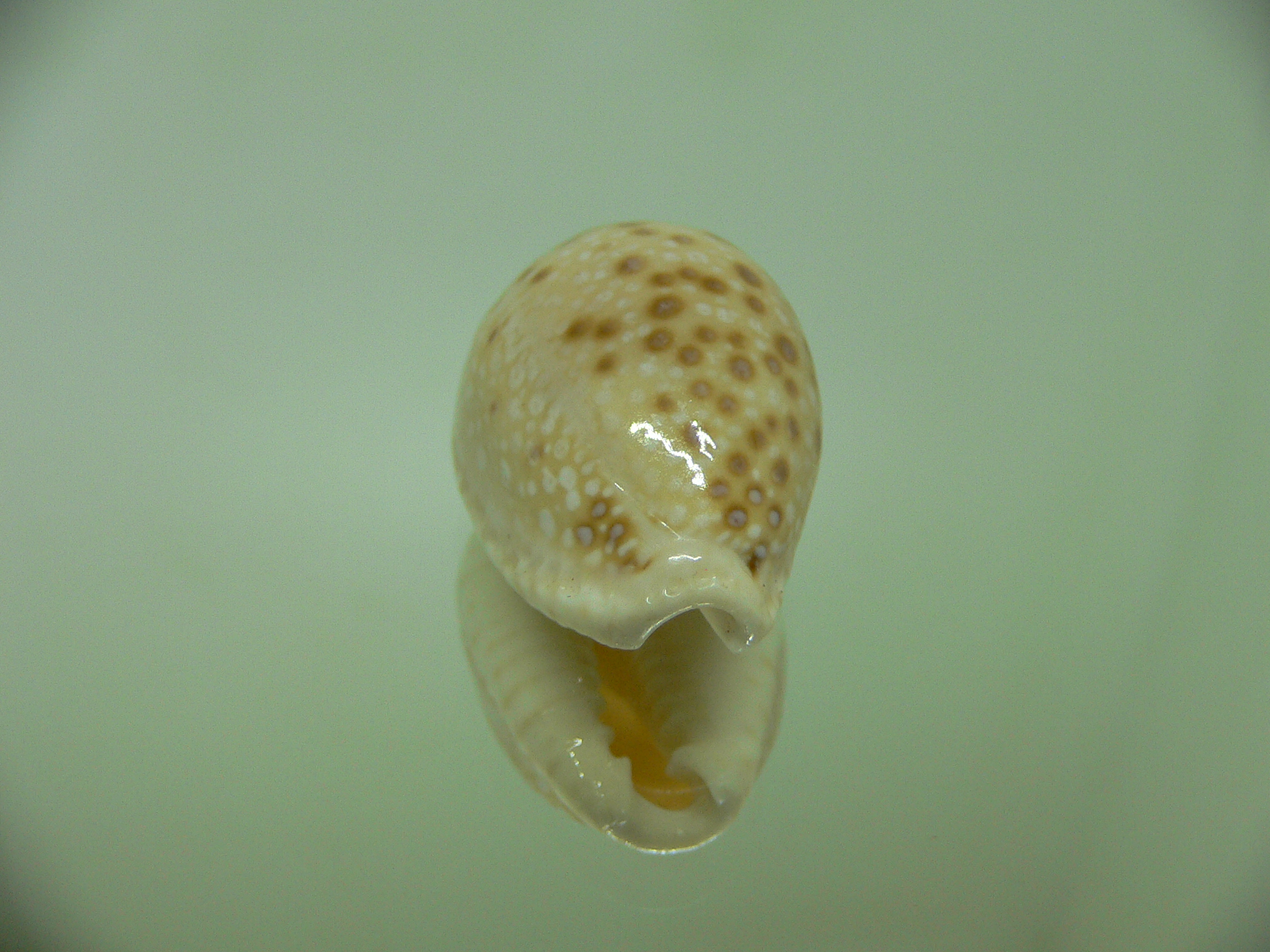 Cypraea marginalis WIDE