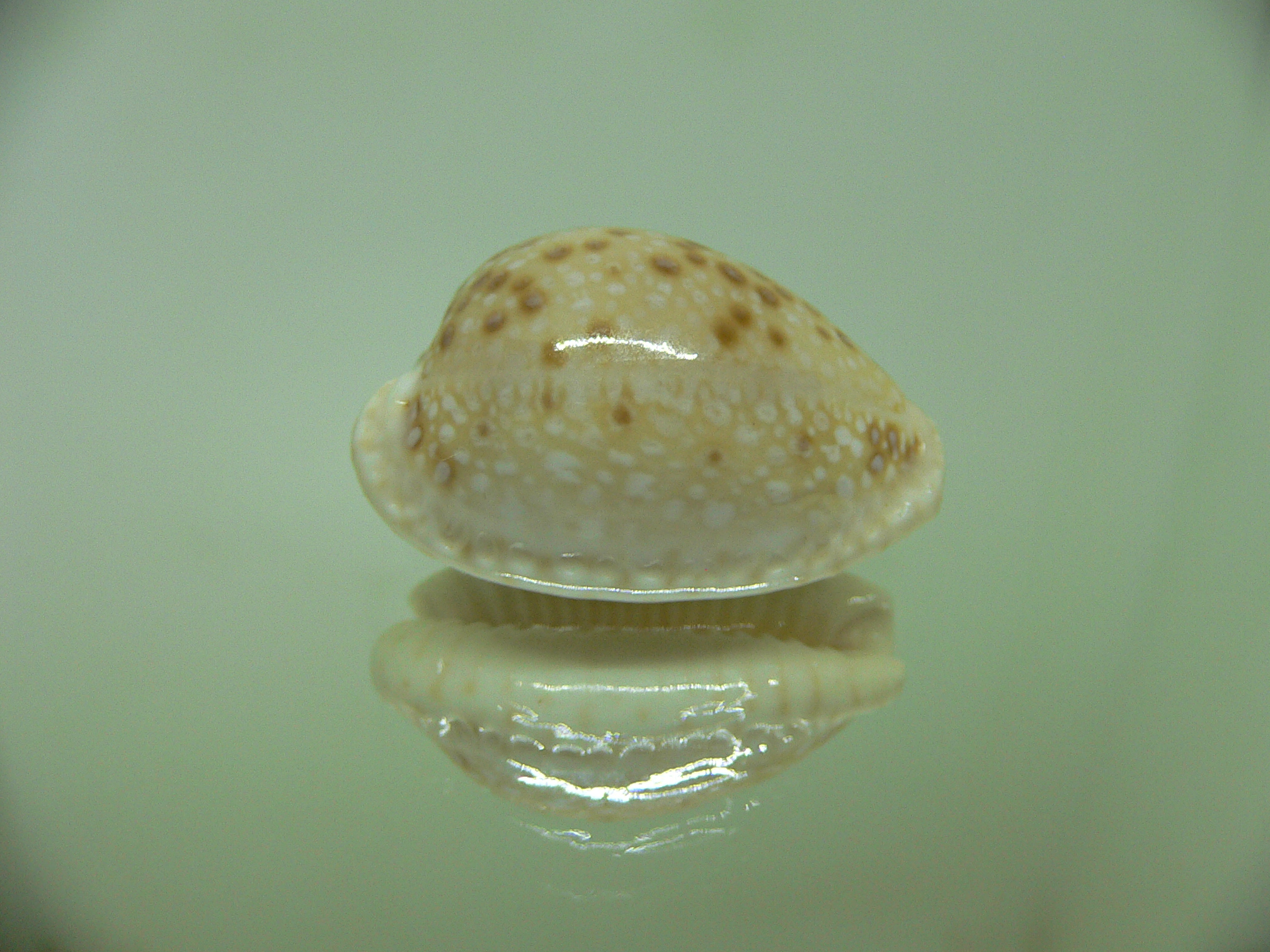 Cypraea marginalis WIDE