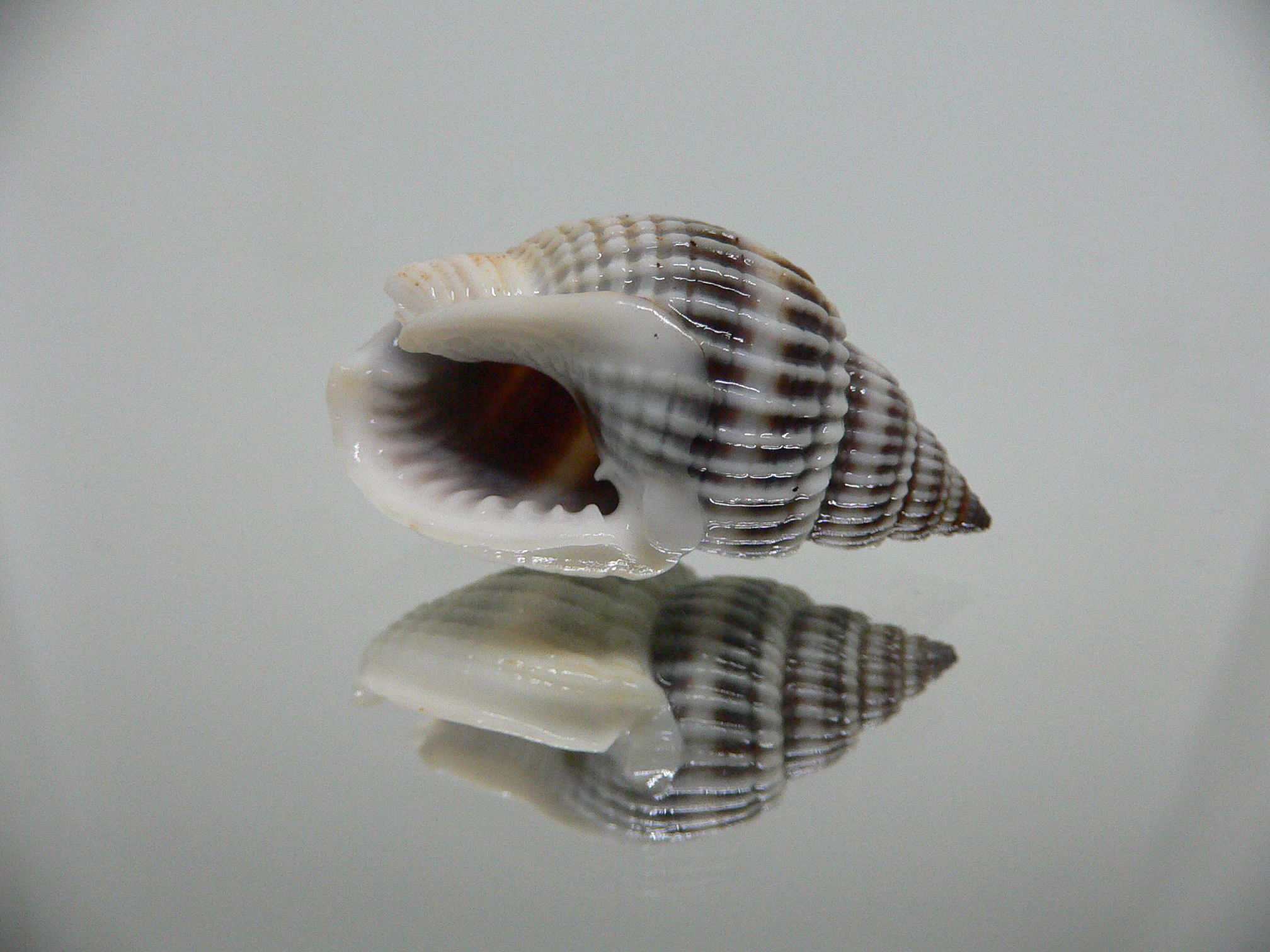 Nassarius livescens GOOD SIZE