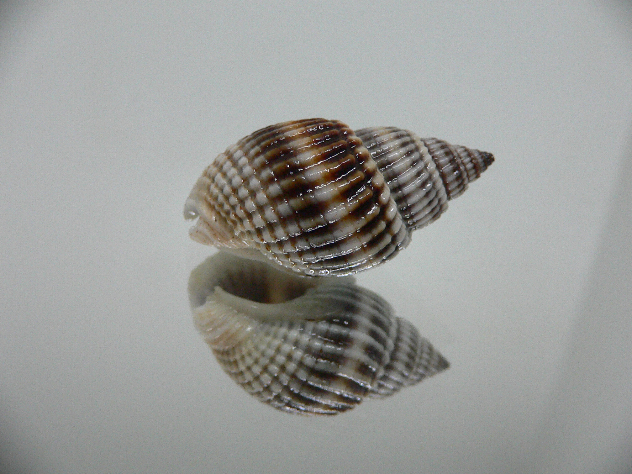 Nassarius livescens GOOD SIZE