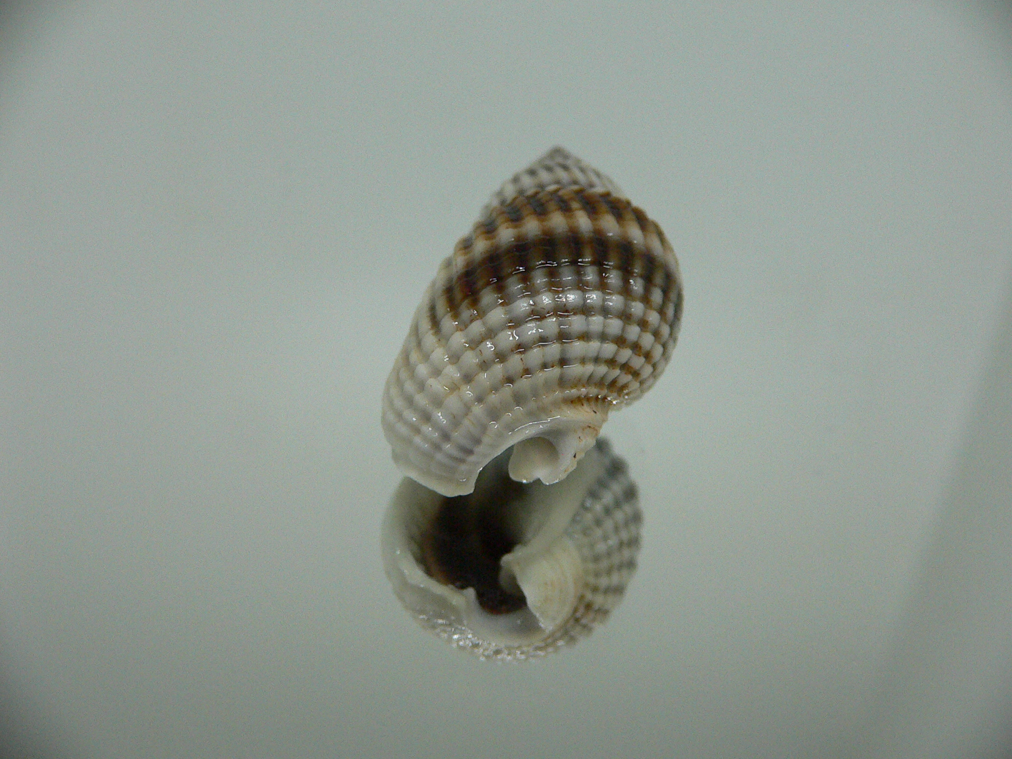 Nassarius livescens GOOD SIZE