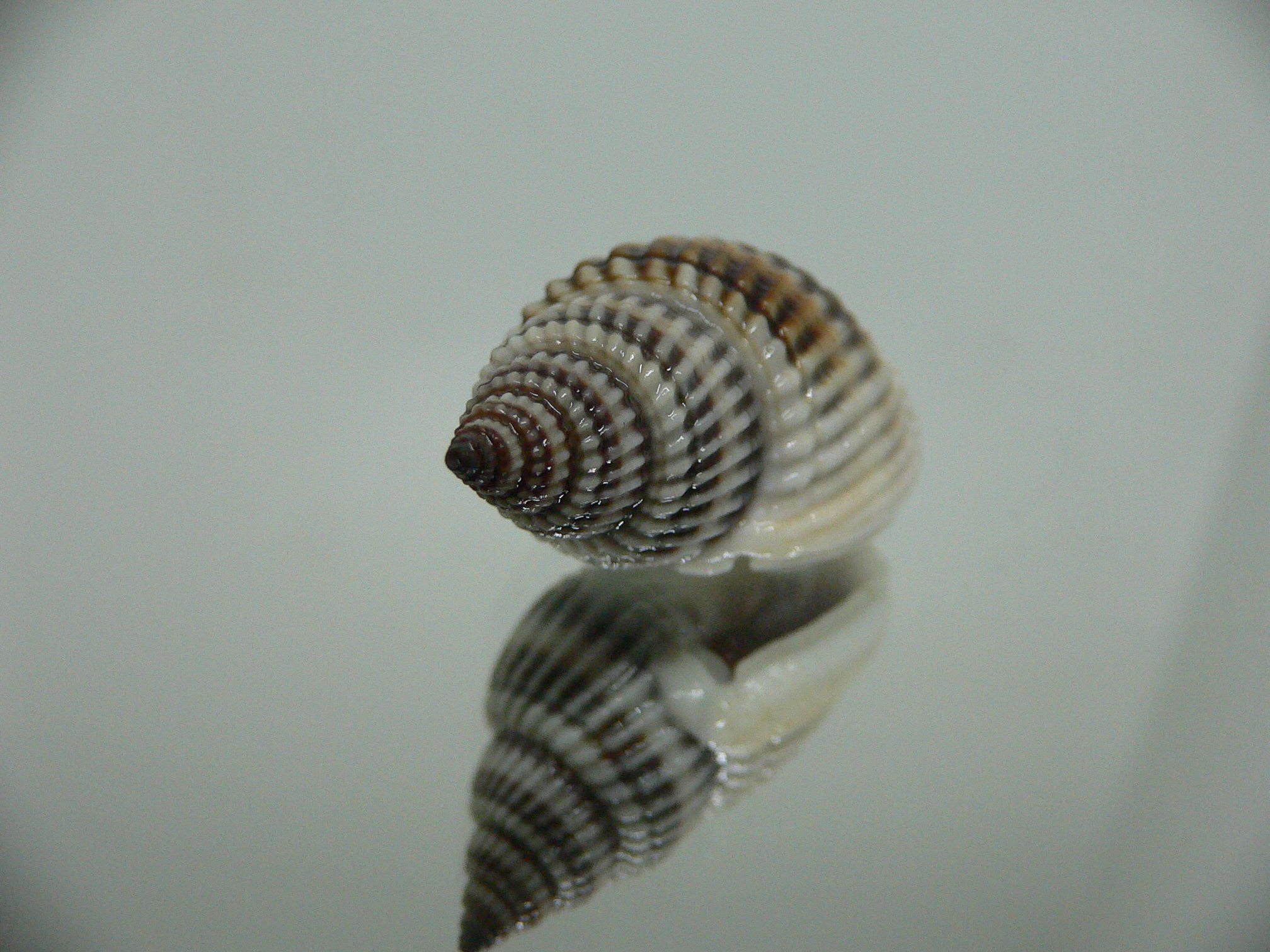 Nassarius livescens GOOD SIZE