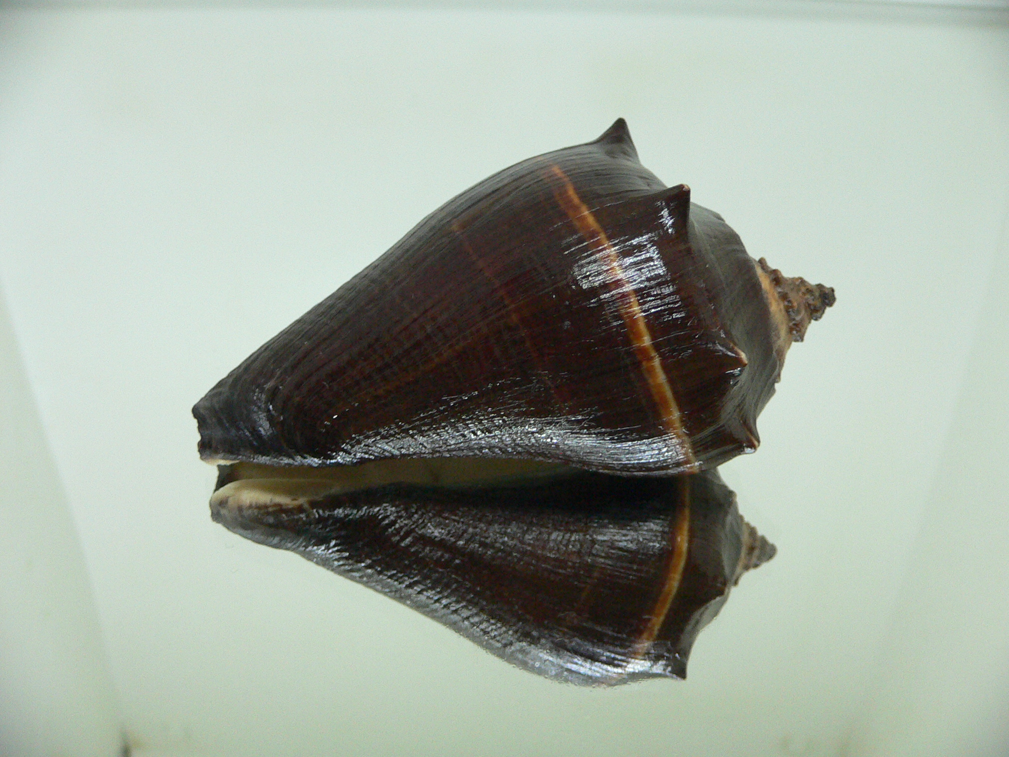 Melongena patula