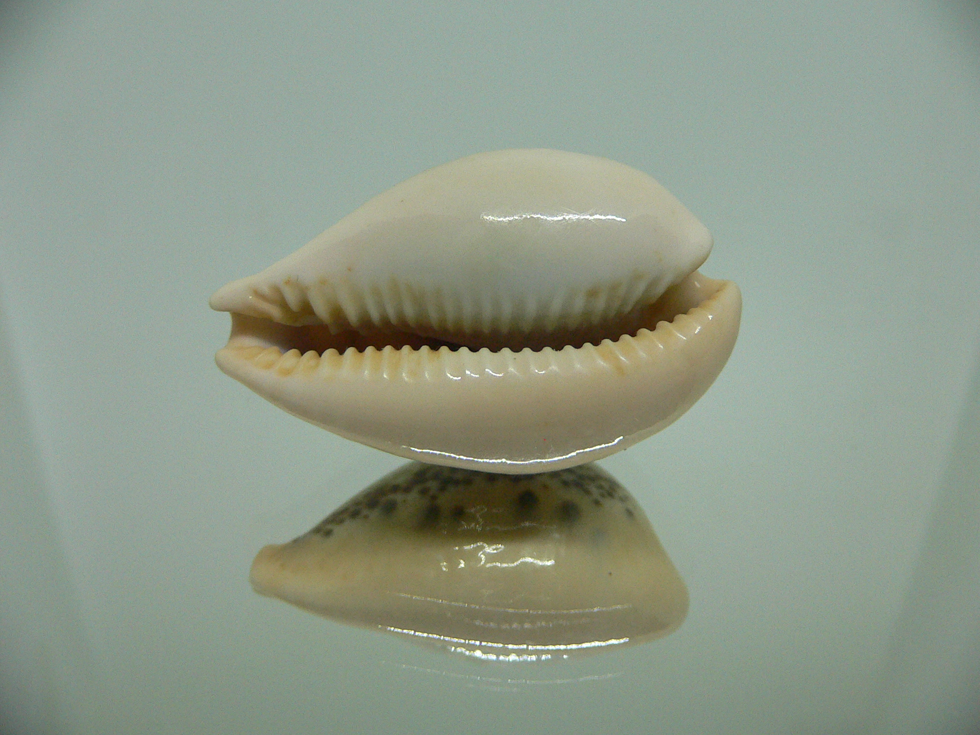Cypraea hungerfordi hungerfordi THICK