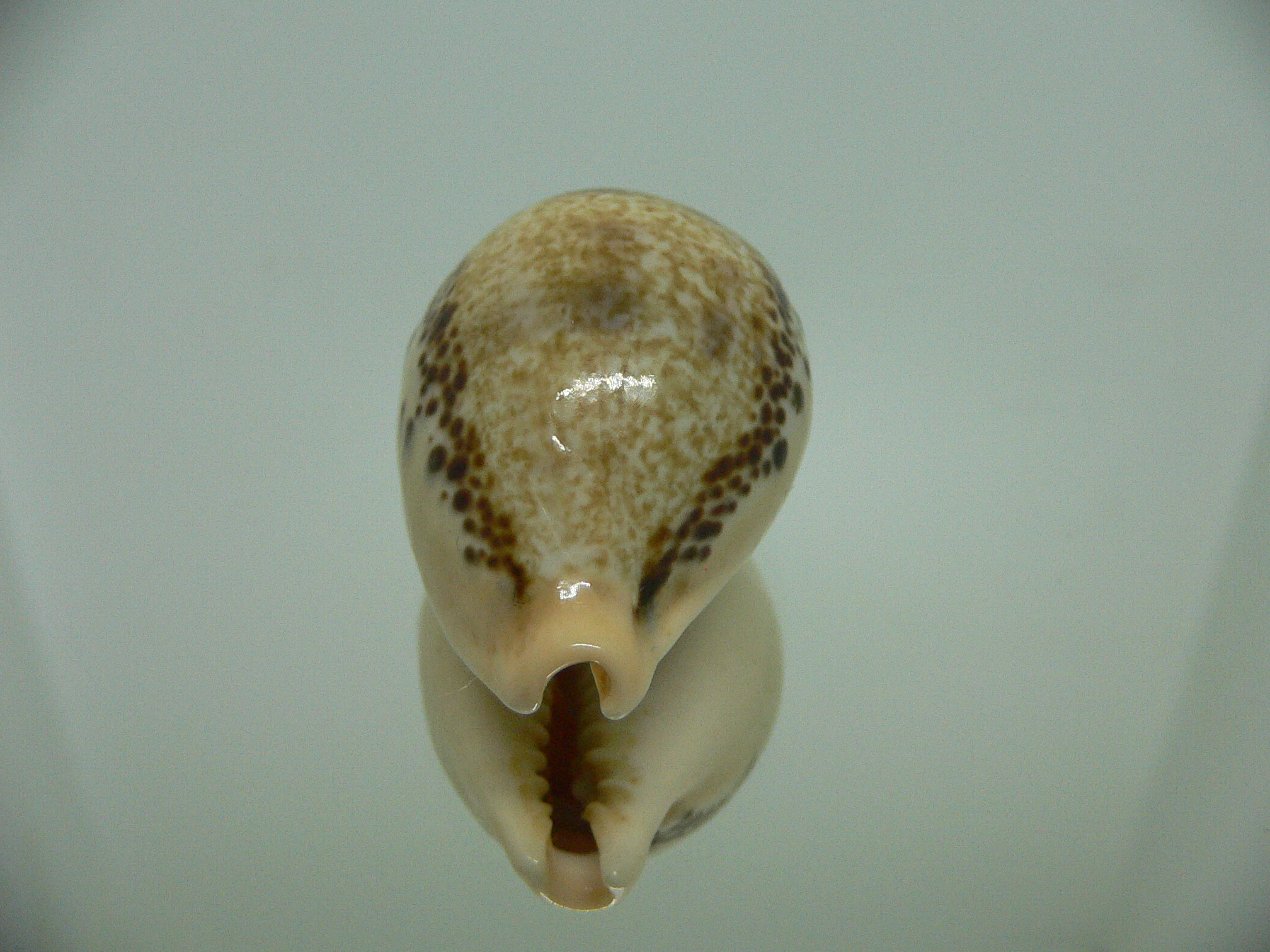 Cypraea hungerfordi hungerfordi THICK