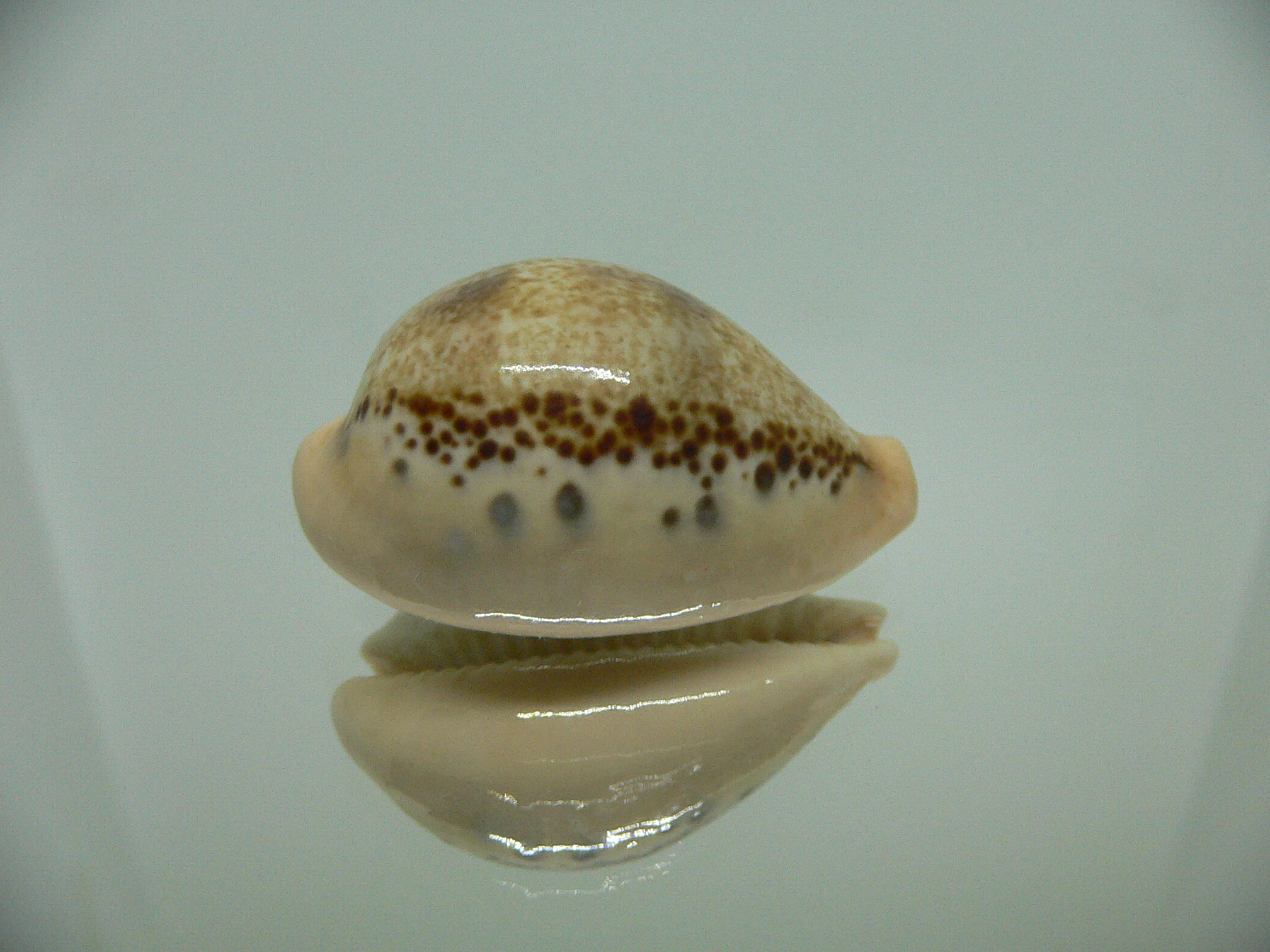 Cypraea hungerfordi hungerfordi THICK