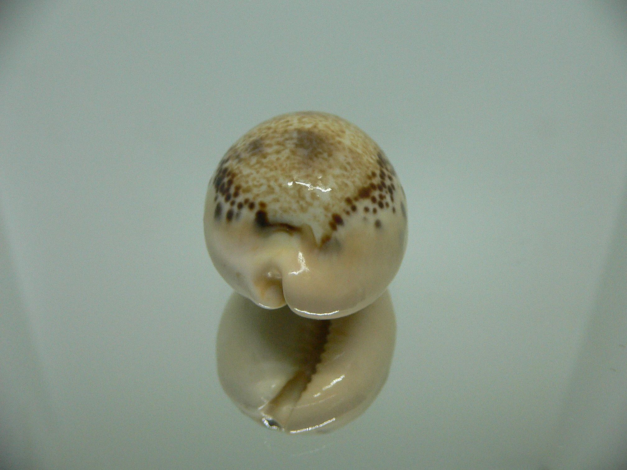 Cypraea hungerfordi hungerfordi THICK