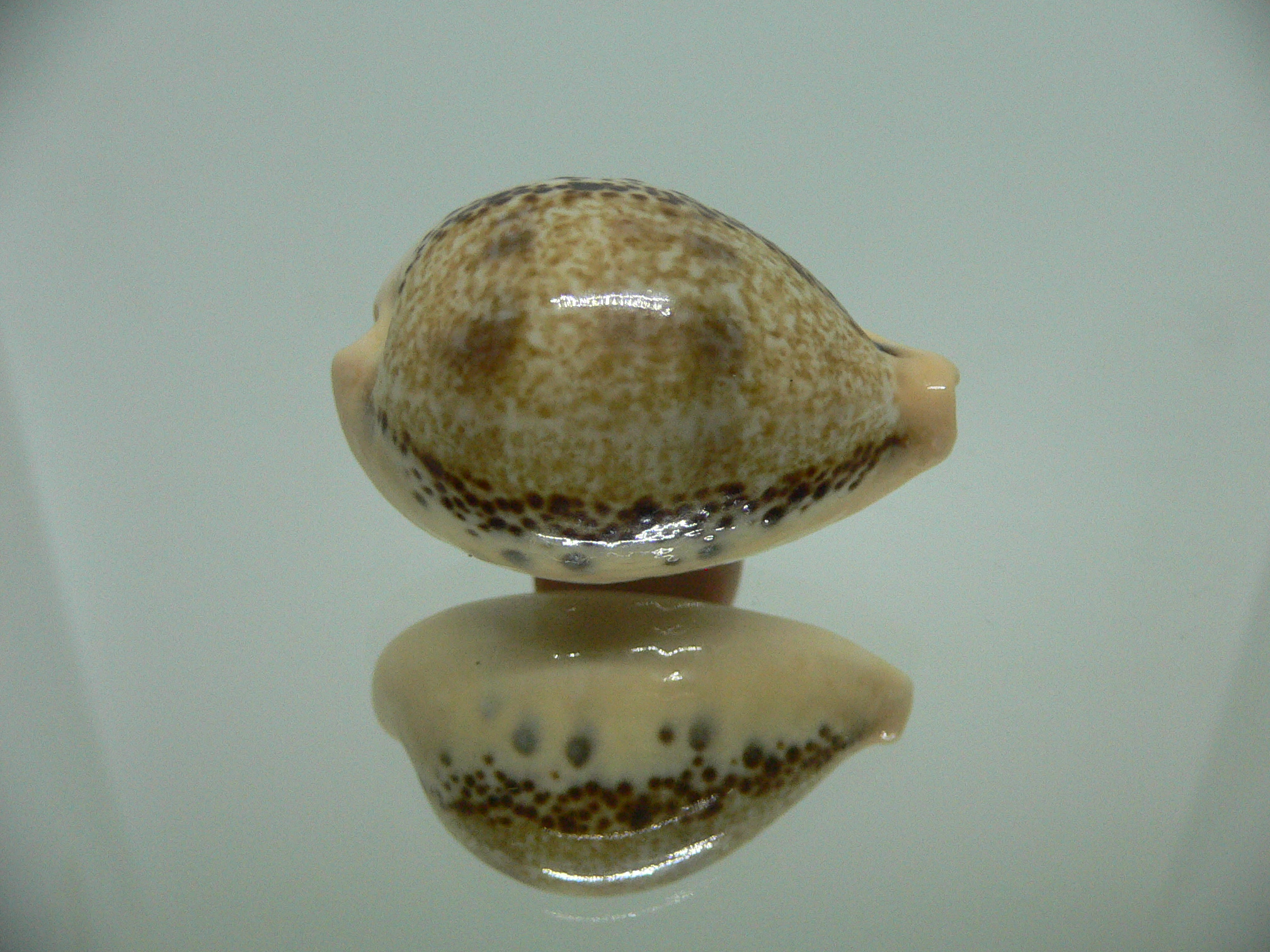 Cypraea hungerfordi hungerfordi THICK
