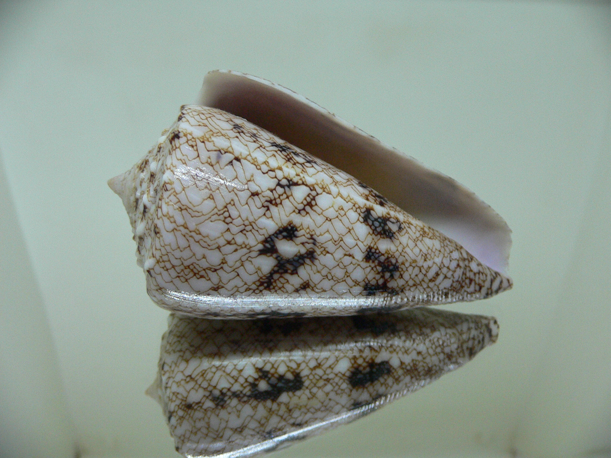 Conus araneosus araneosus