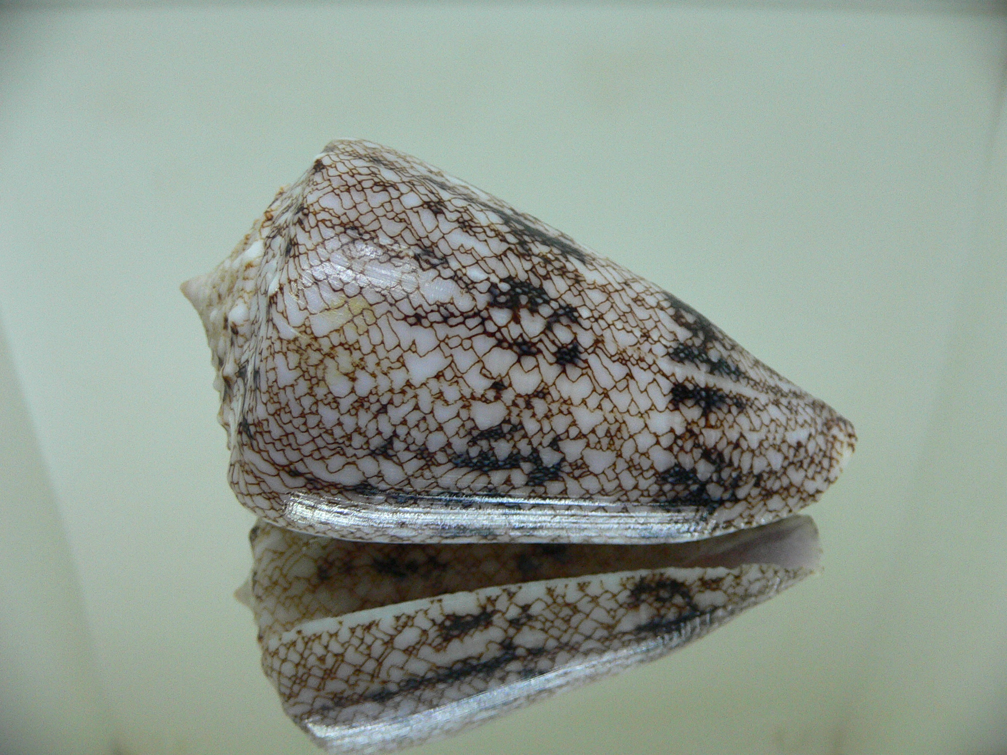 Conus araneosus araneosus