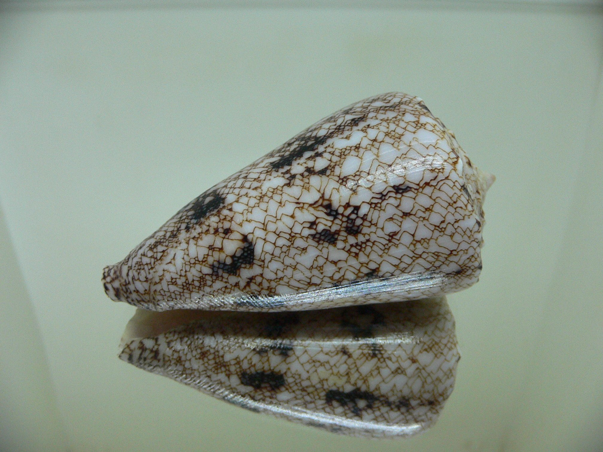 Conus araneosus araneosus