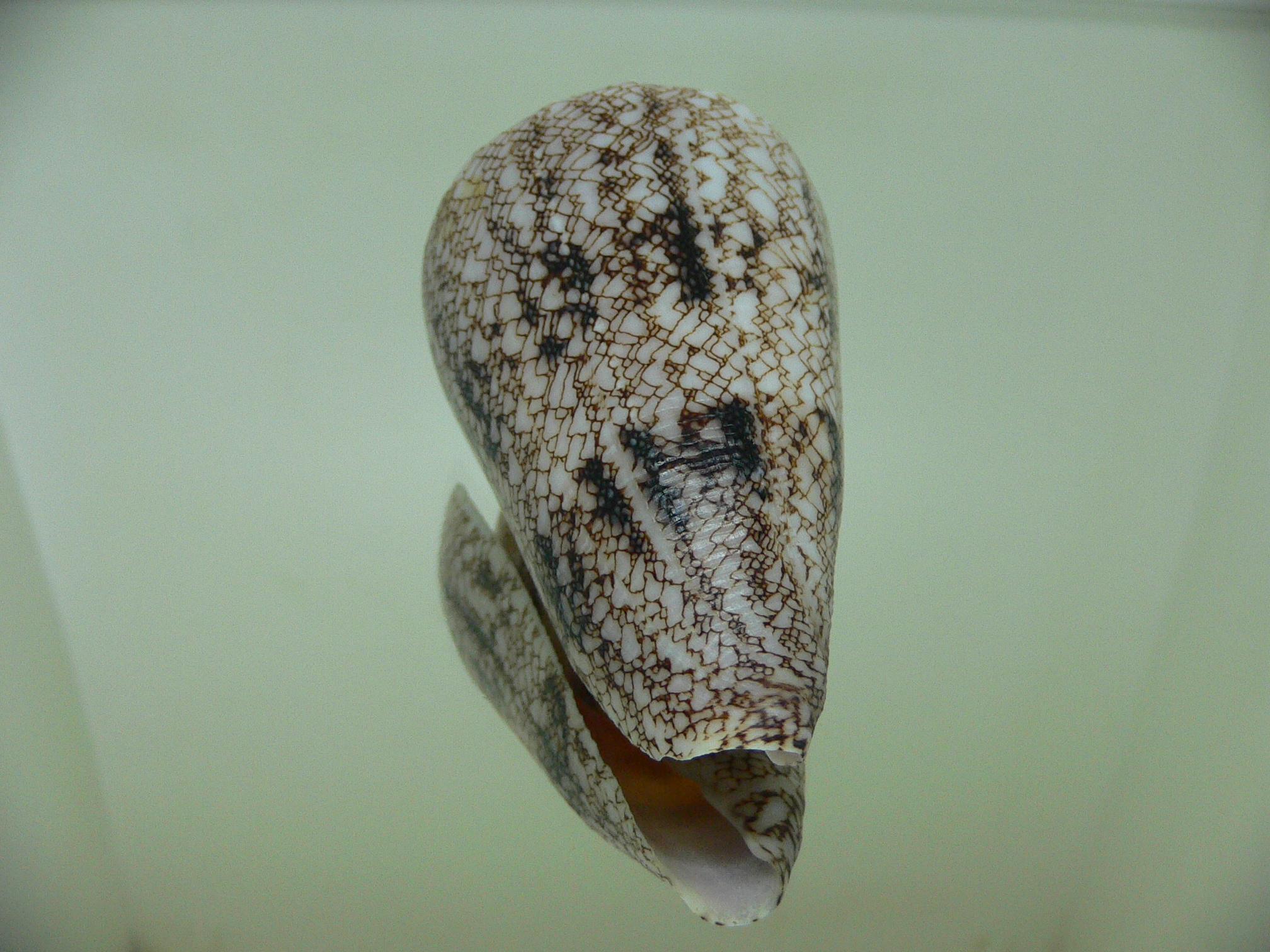 Conus araneosus araneosus