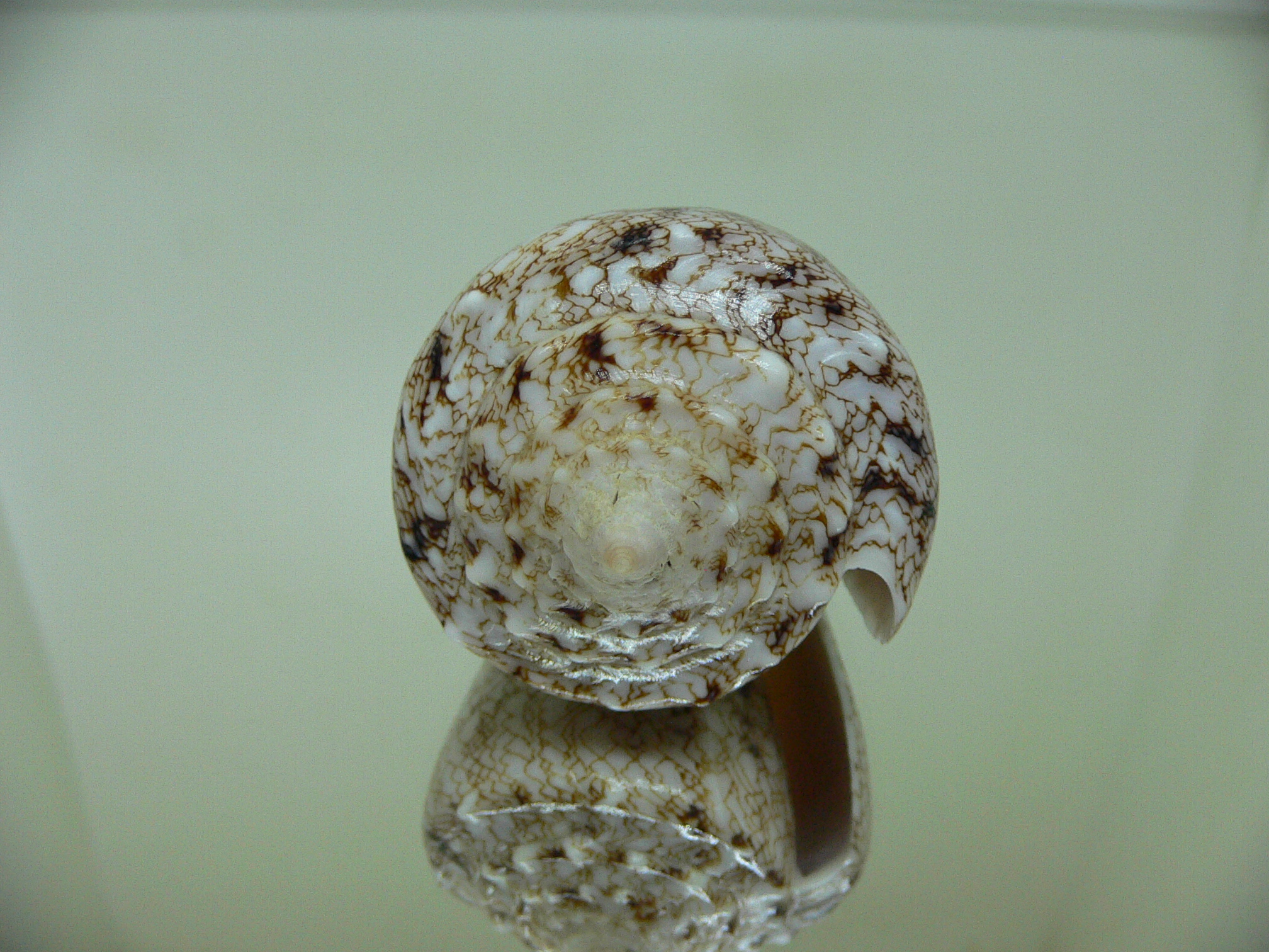 Conus araneosus araneosus